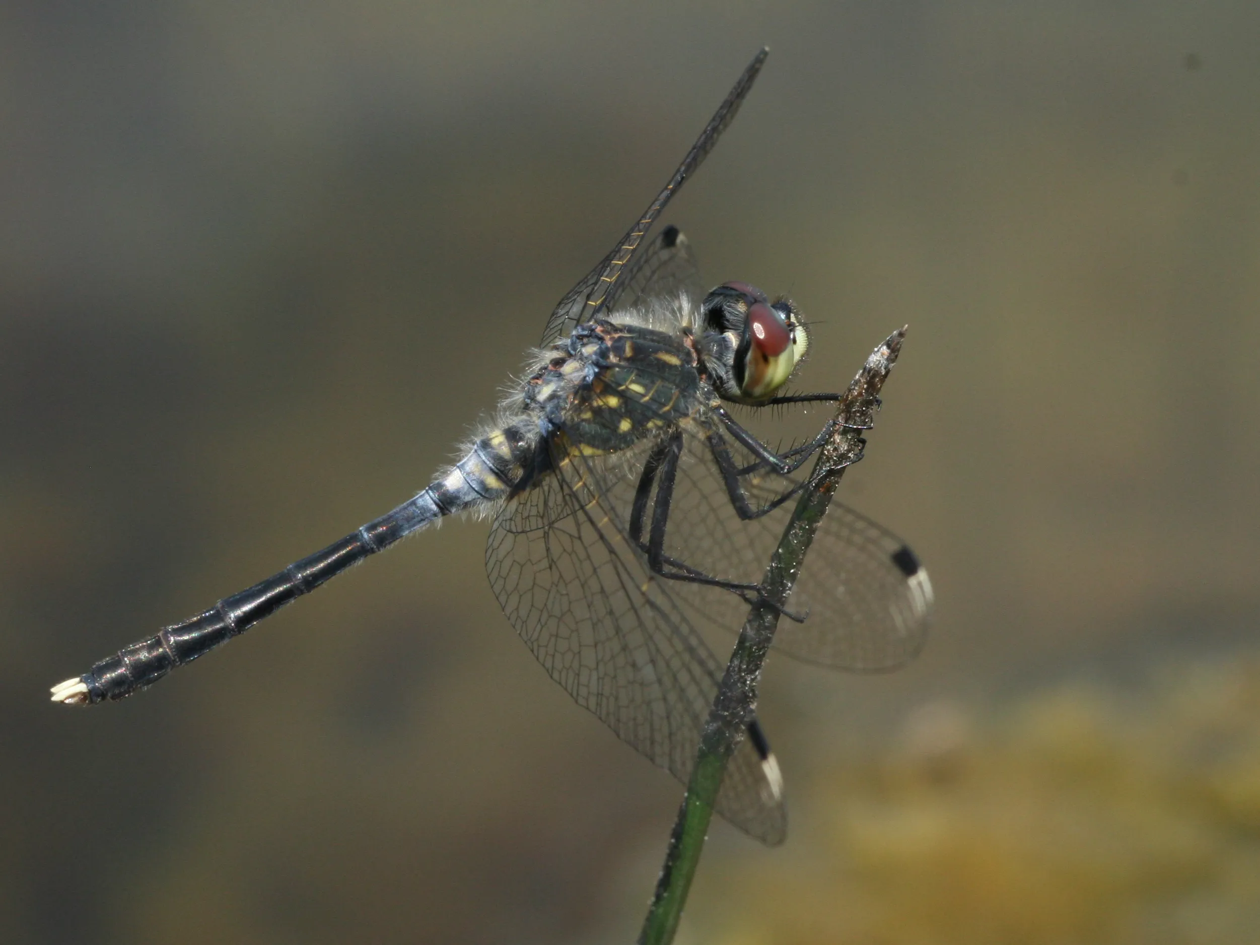 oostelijke witsnuitlibel kars veling