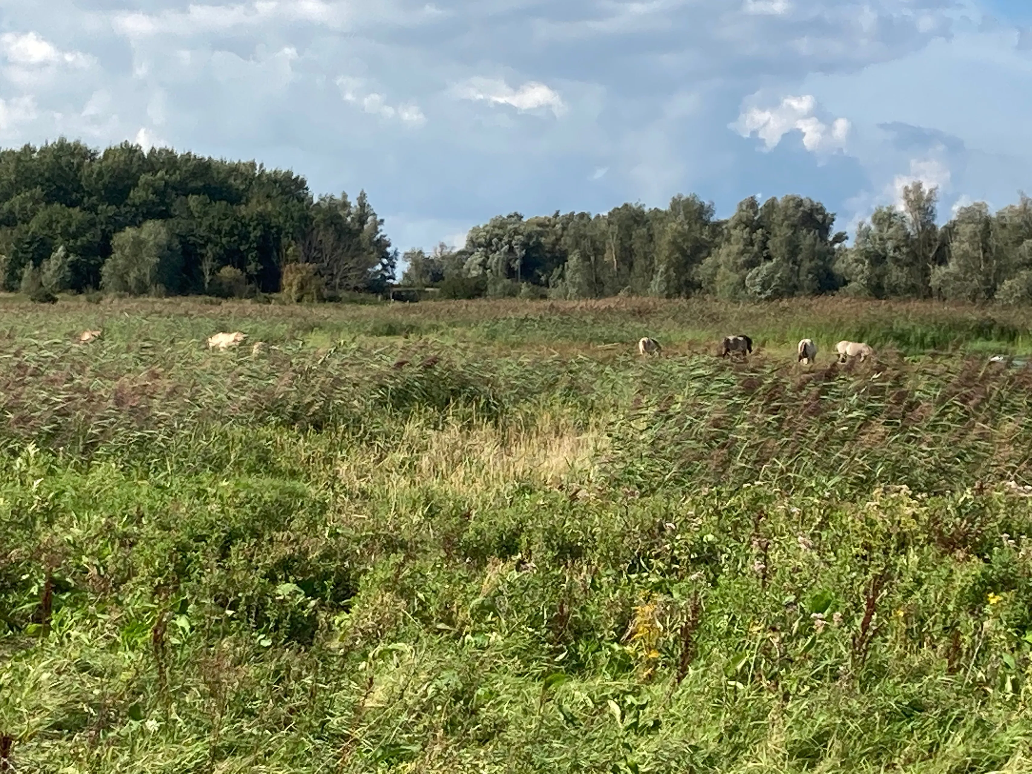 oostvaardersplassen img 2662
