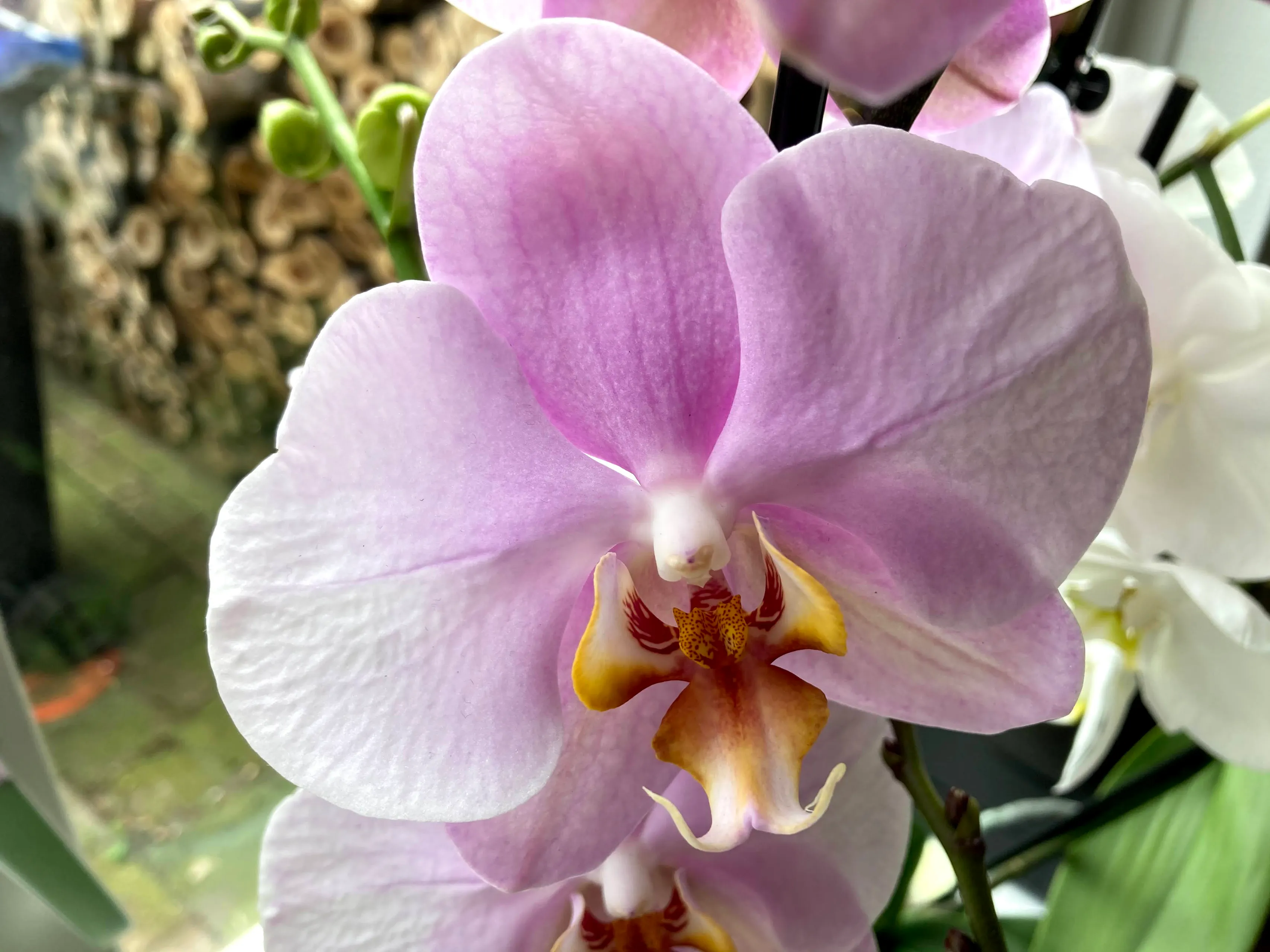 orchidee img 1935