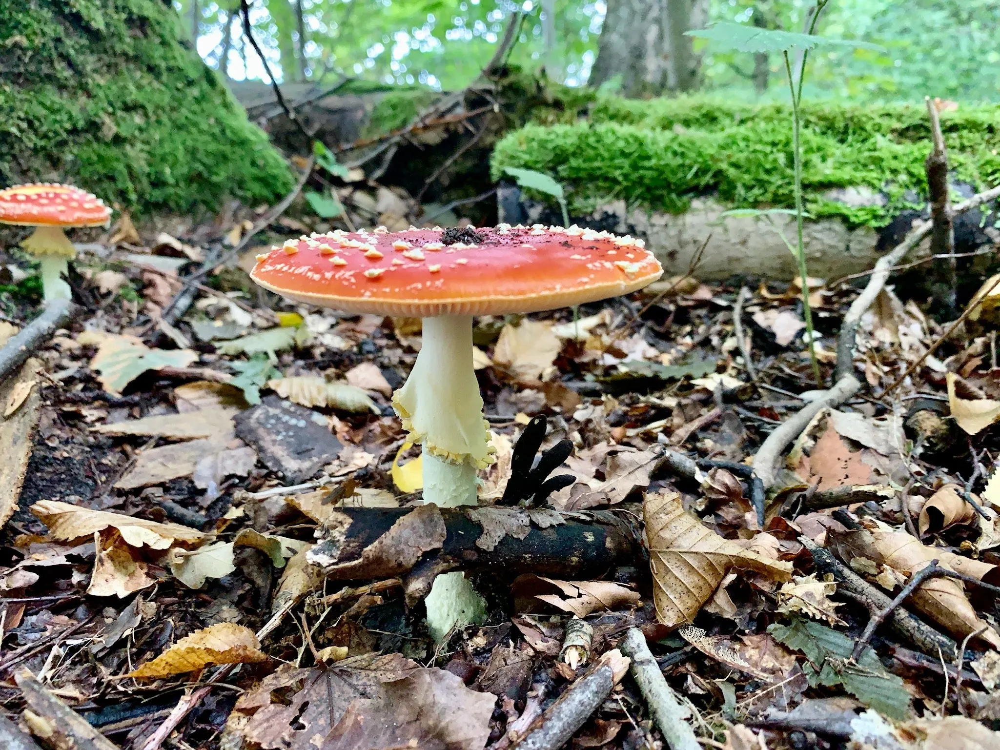 paddenstoel wlb 270920 img 0001