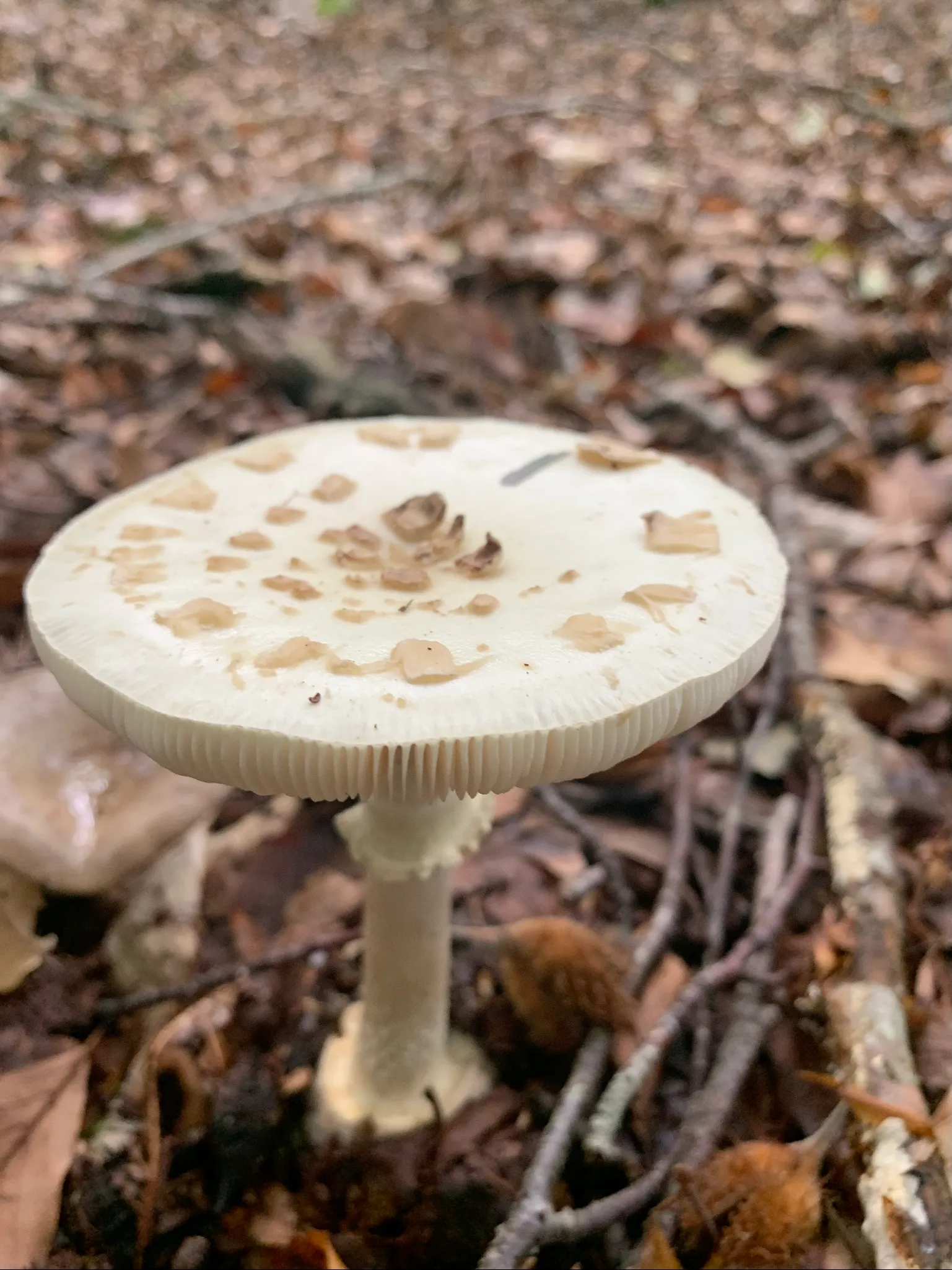 paddenstoel wlb 270920 img 0015