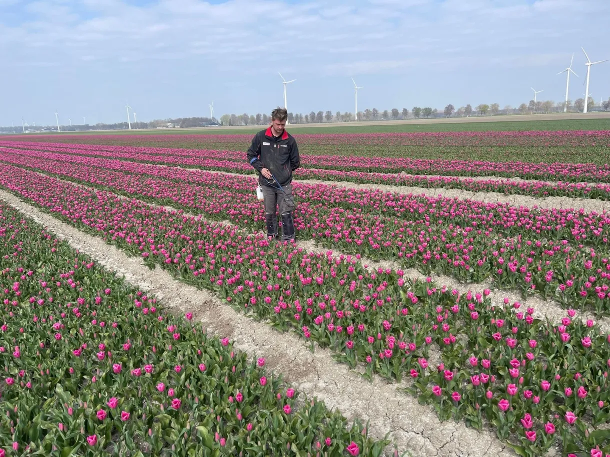 persbericht tulpenselecteren rickklink