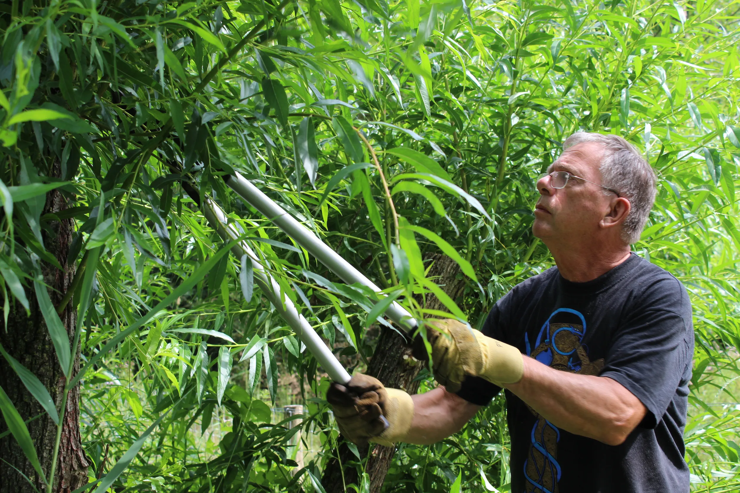 peter ijzerman snoeit wilgenmhpublicatiesnl