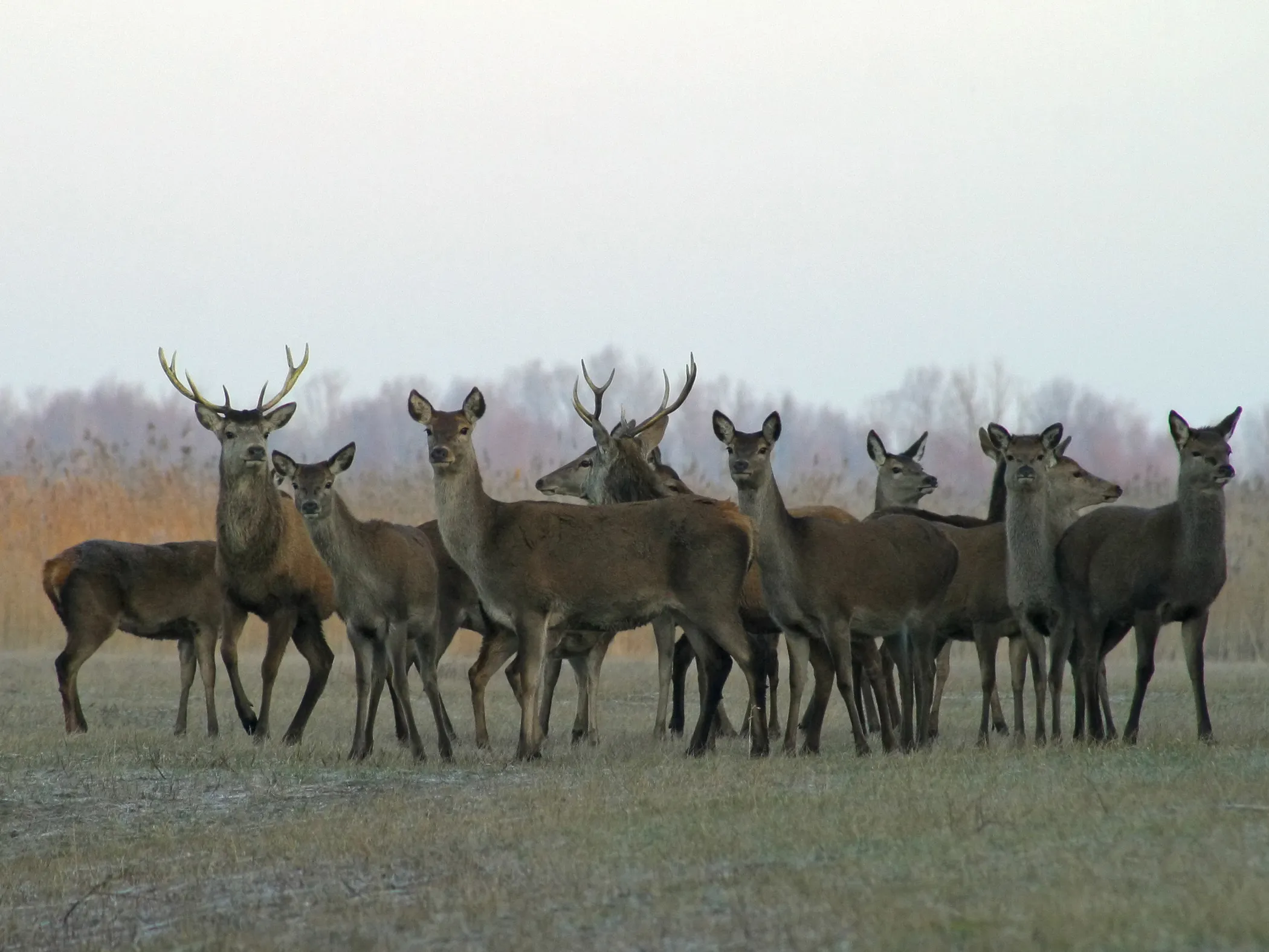 pic 1166815744 8012613886 herten wedstrijd