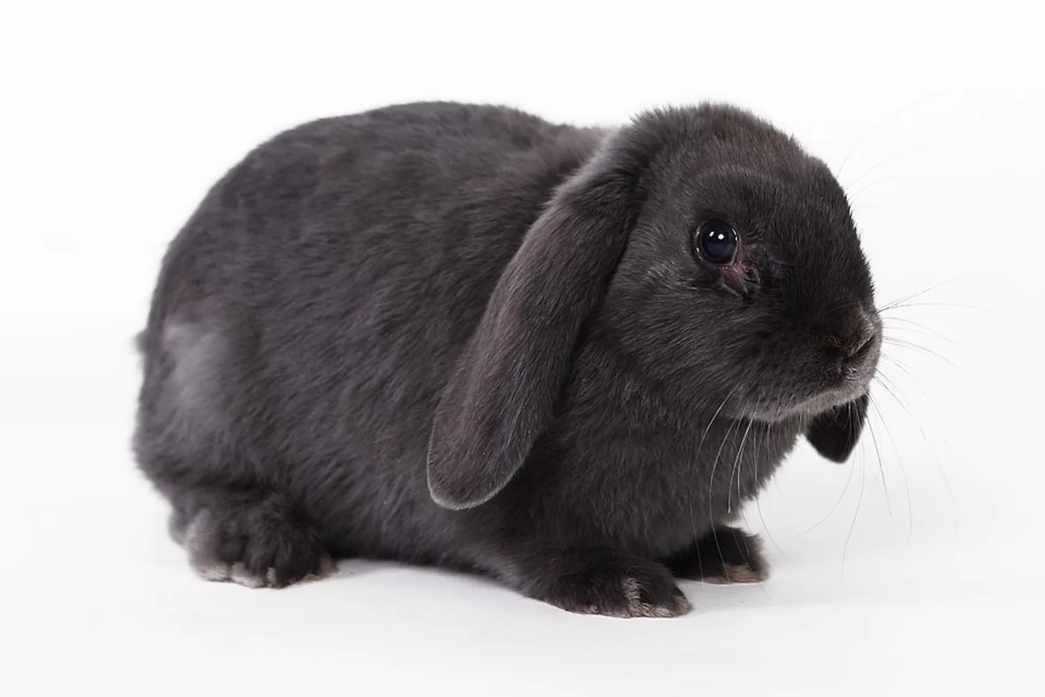 rabbit cc by pixabaycom