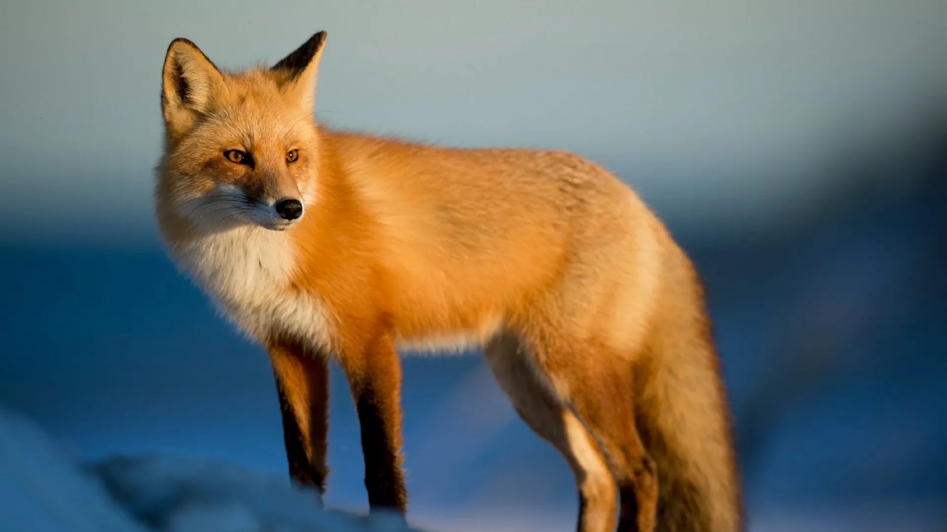 red fox 1500907744r2q