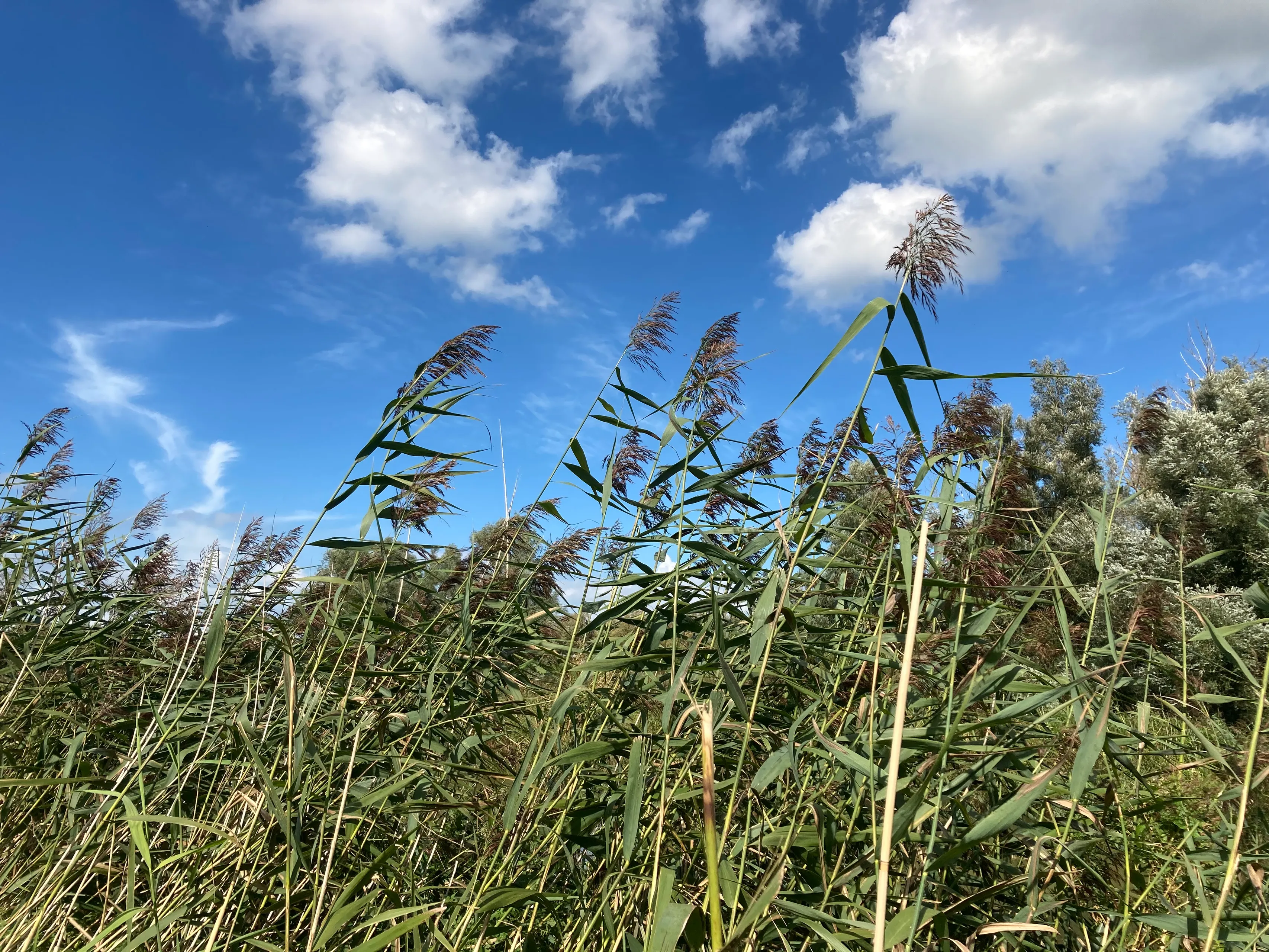 riet lage dwarsvaart oostvaardersplassen img 2660