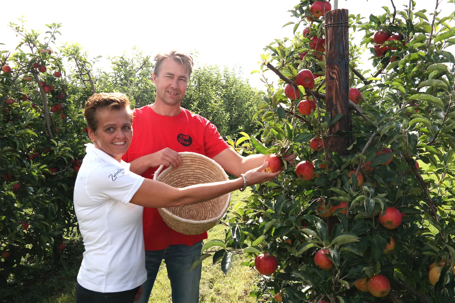 sam 5043 geja verschoor plukt eerste appel na uitleg door cees vink 2017