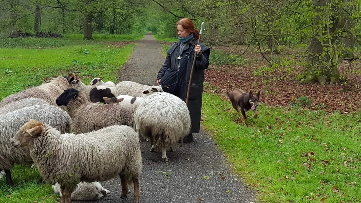 schaapskudde at gemeentenop