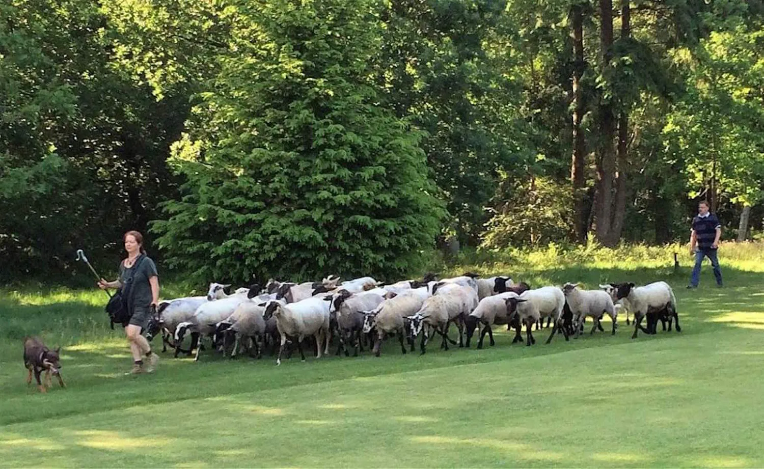 schaapskudde1