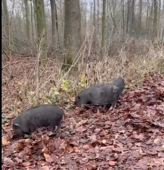 schermafbeelding 2022 01 01 om 193301