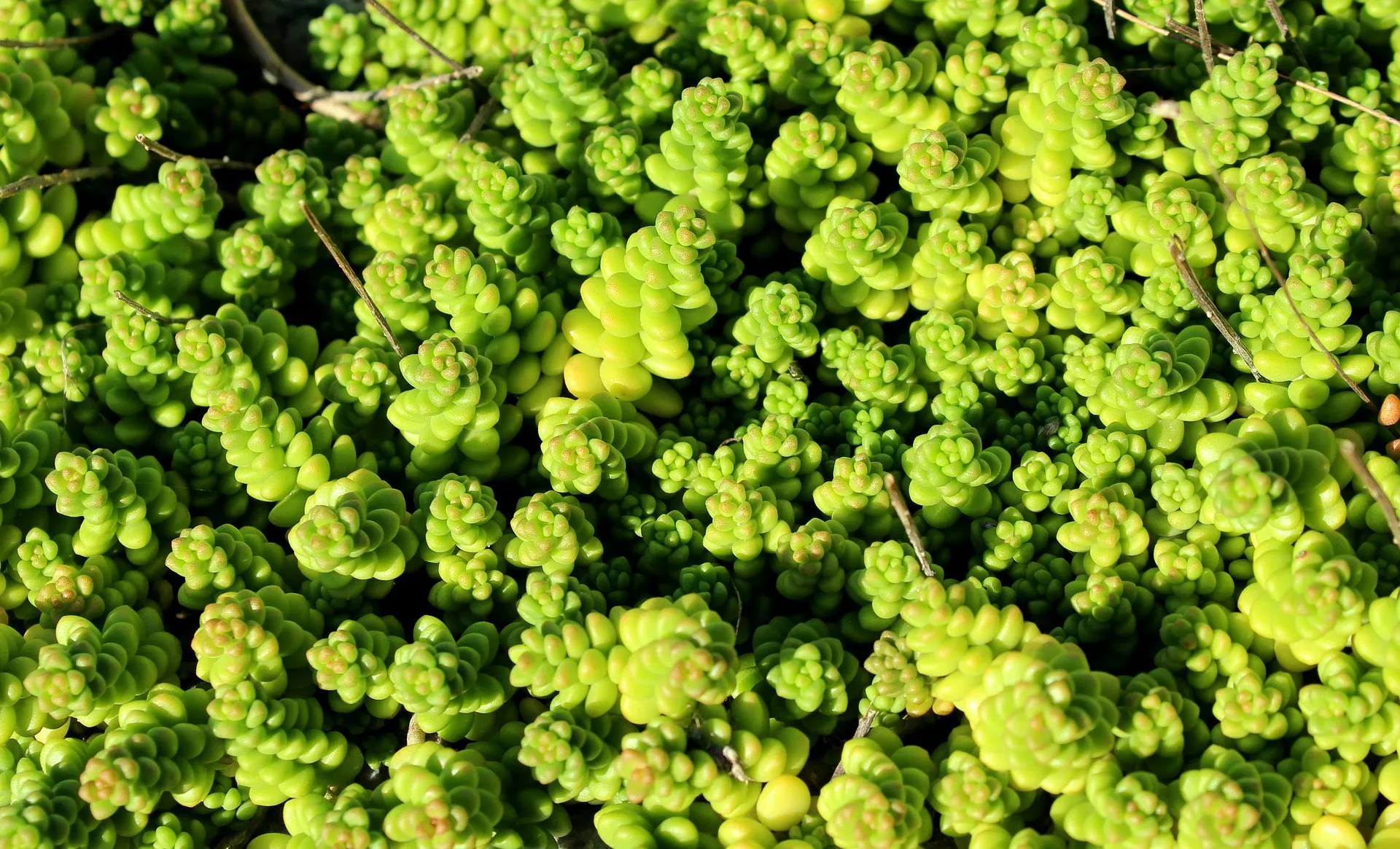 sedum 4495183 1920