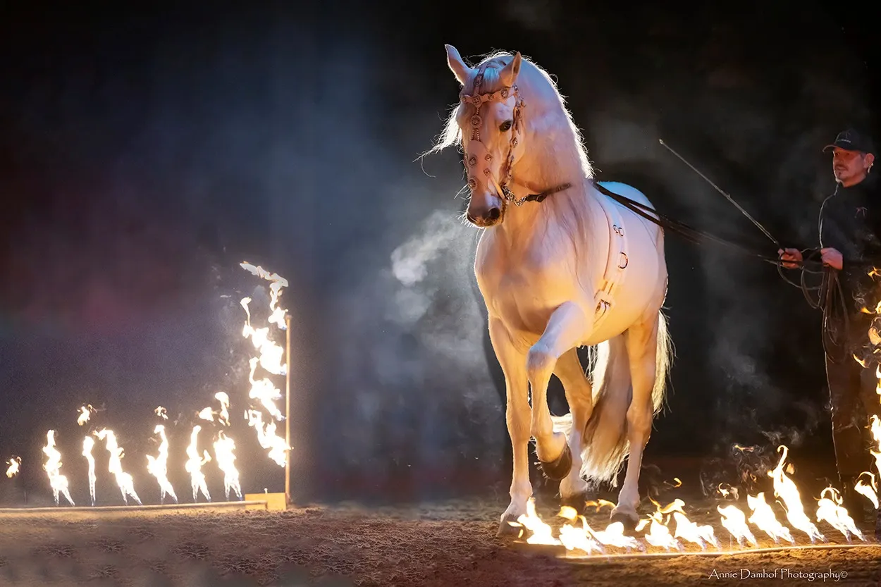 silverstar in actie