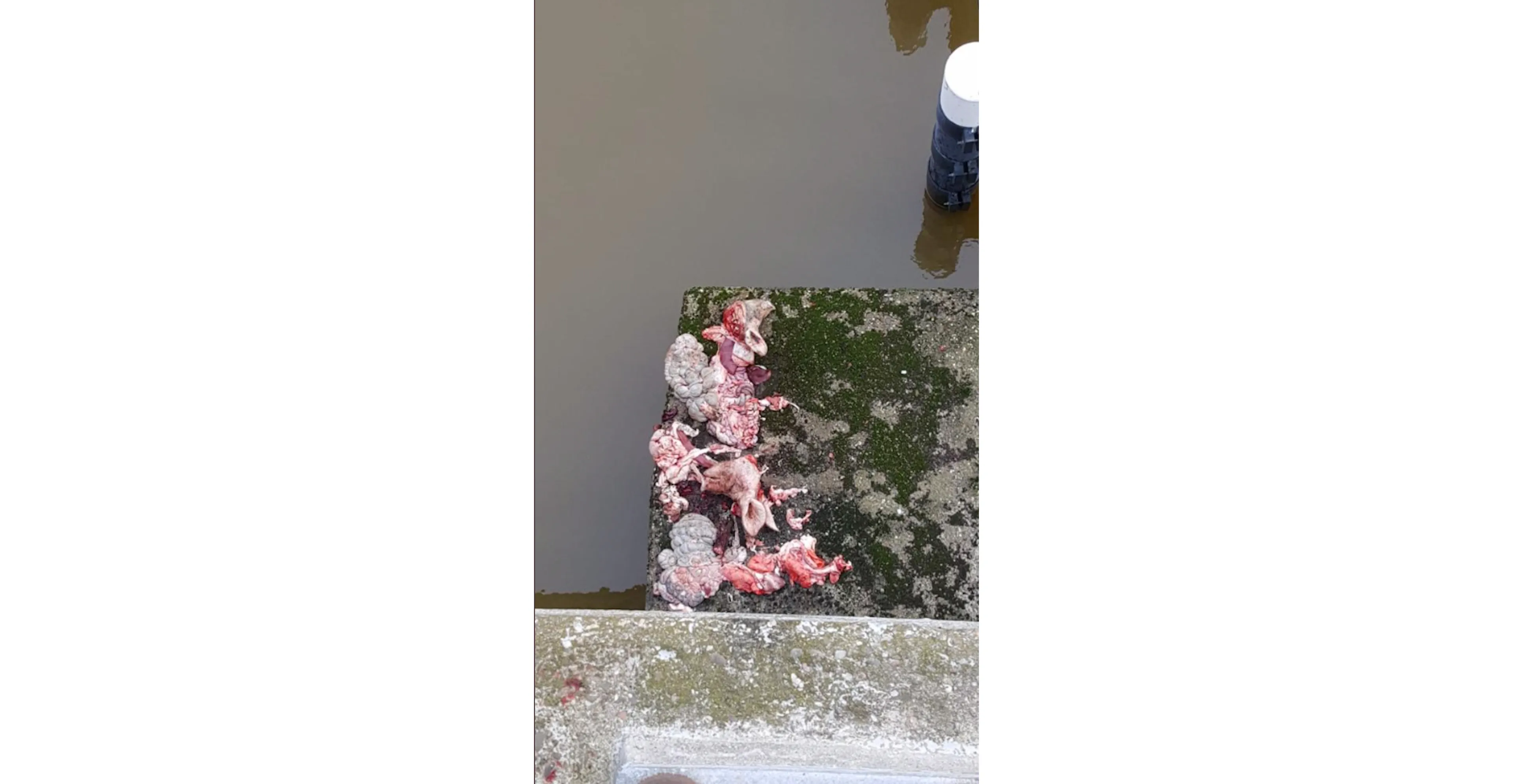 slachtafval ruttensebrug at wijkag weessies