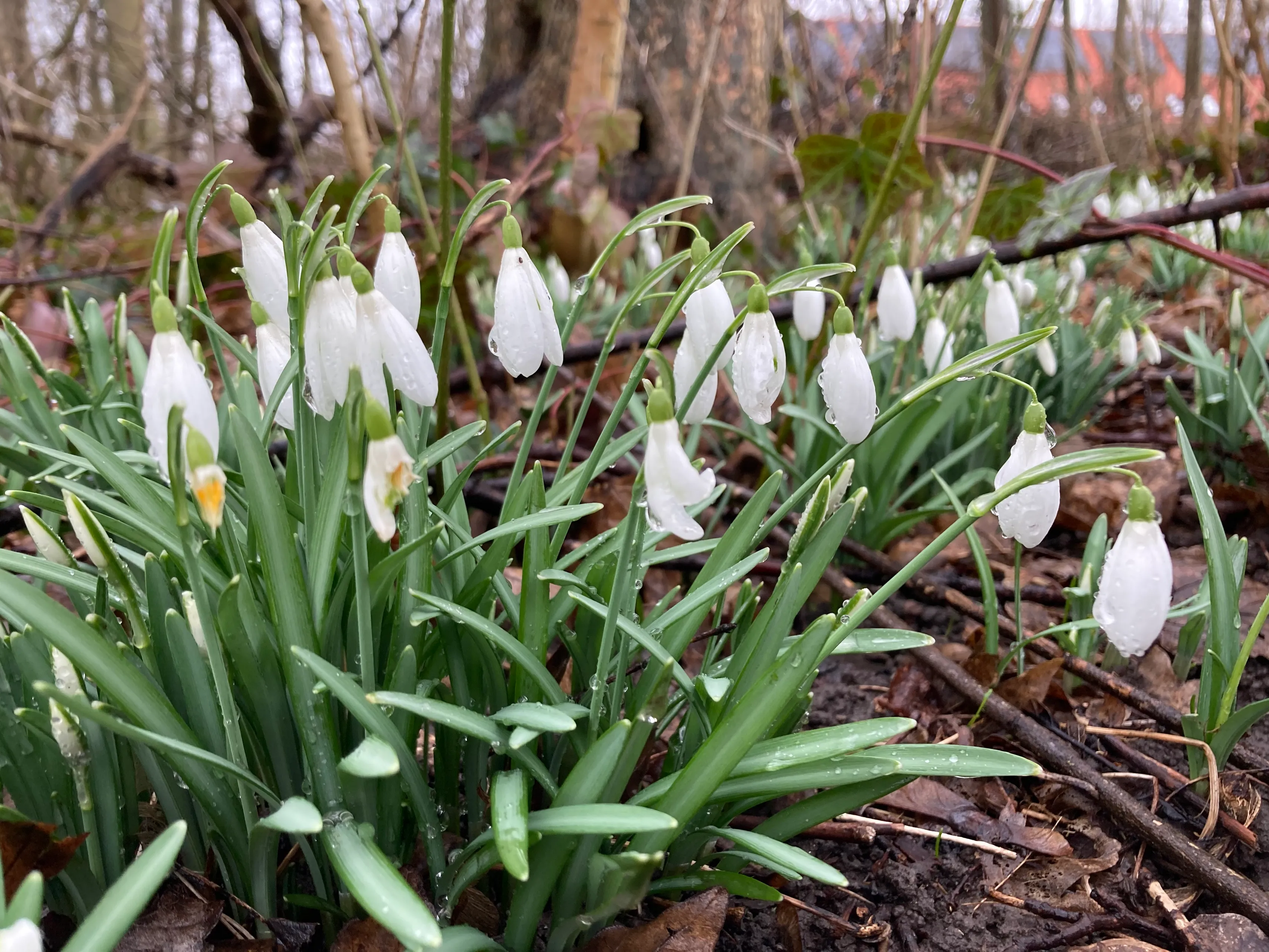 sneeuwklokjes img 8332