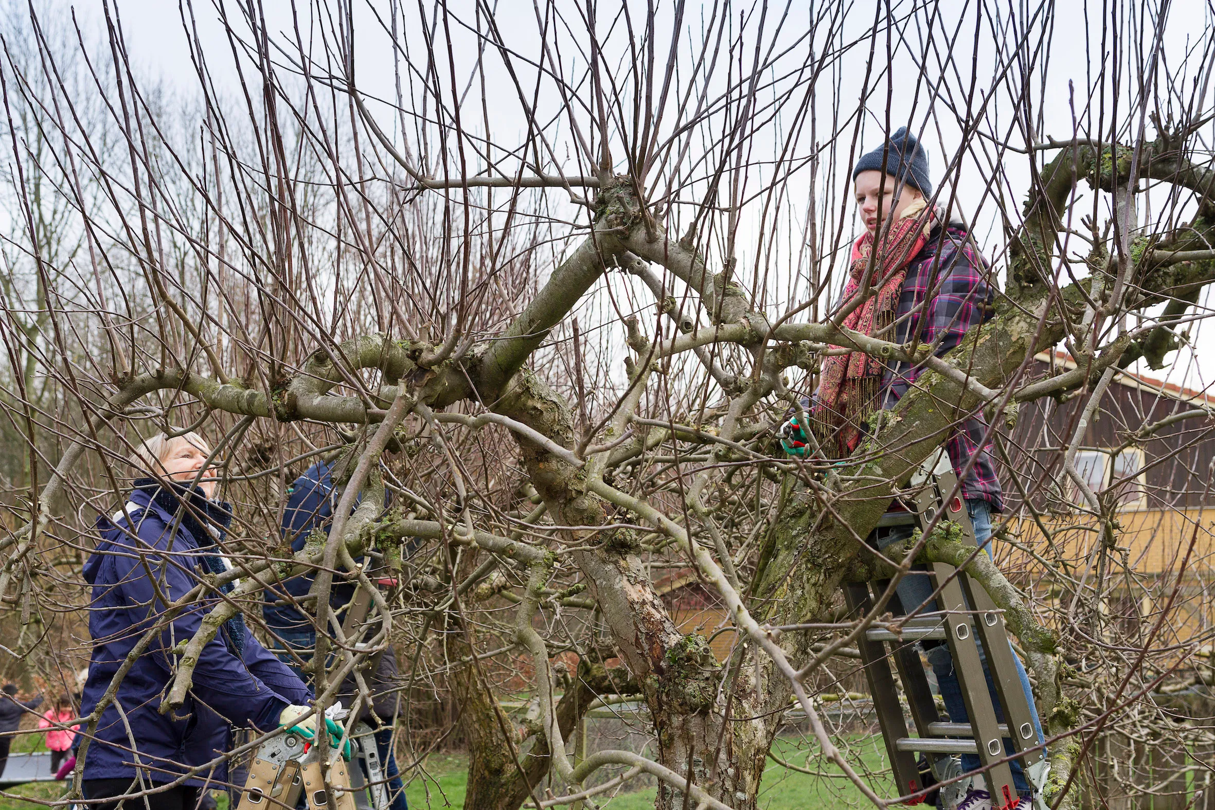 snoeien cursus door petra borsch