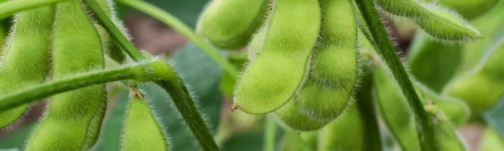 soja 7f937fab00e36b9af504271ef51d25e6 edamame 90106393 3 1000 300 c 90