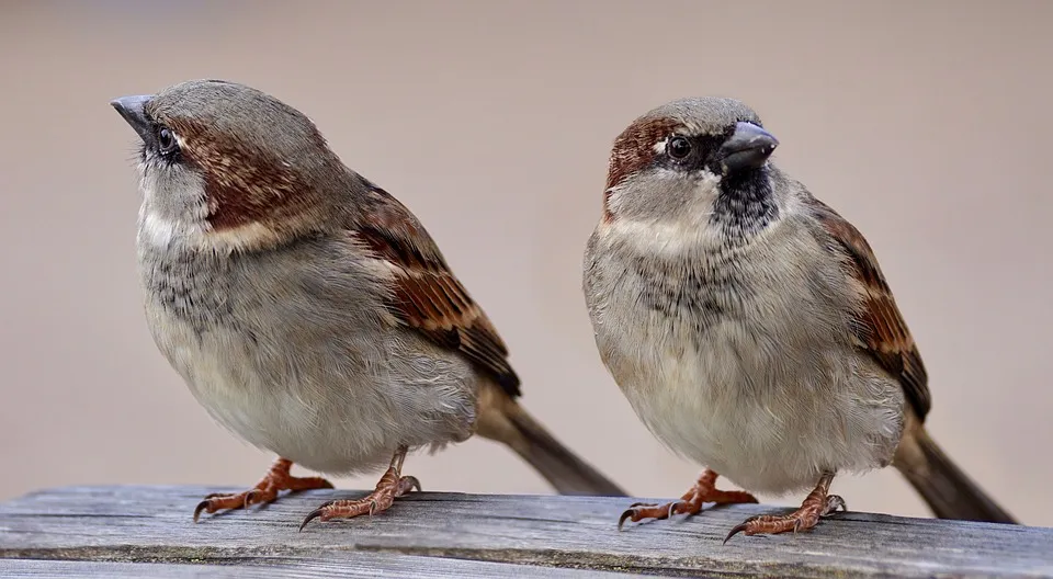 sparrows 2763553 960 720