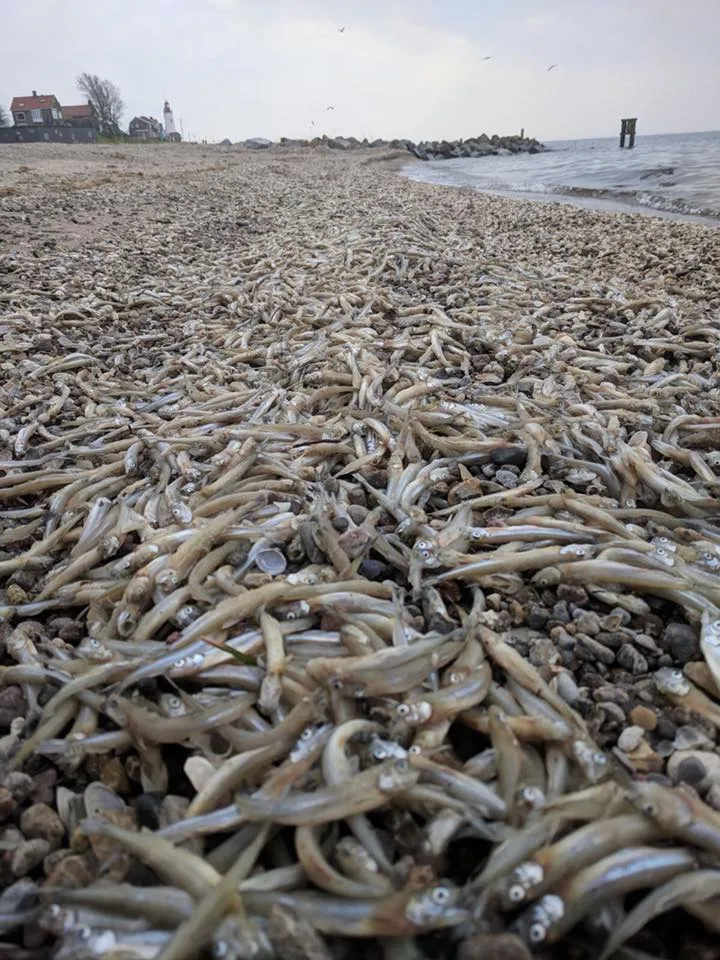 spieiring op strand urk foto facebook bart last