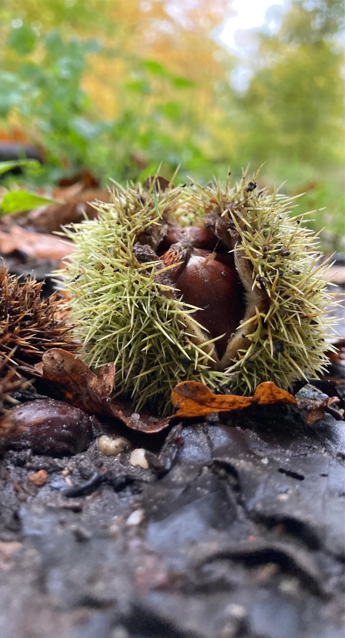 tamme kastanje img 3364