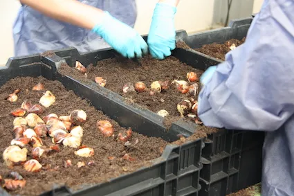 tulp opplant 2019 8