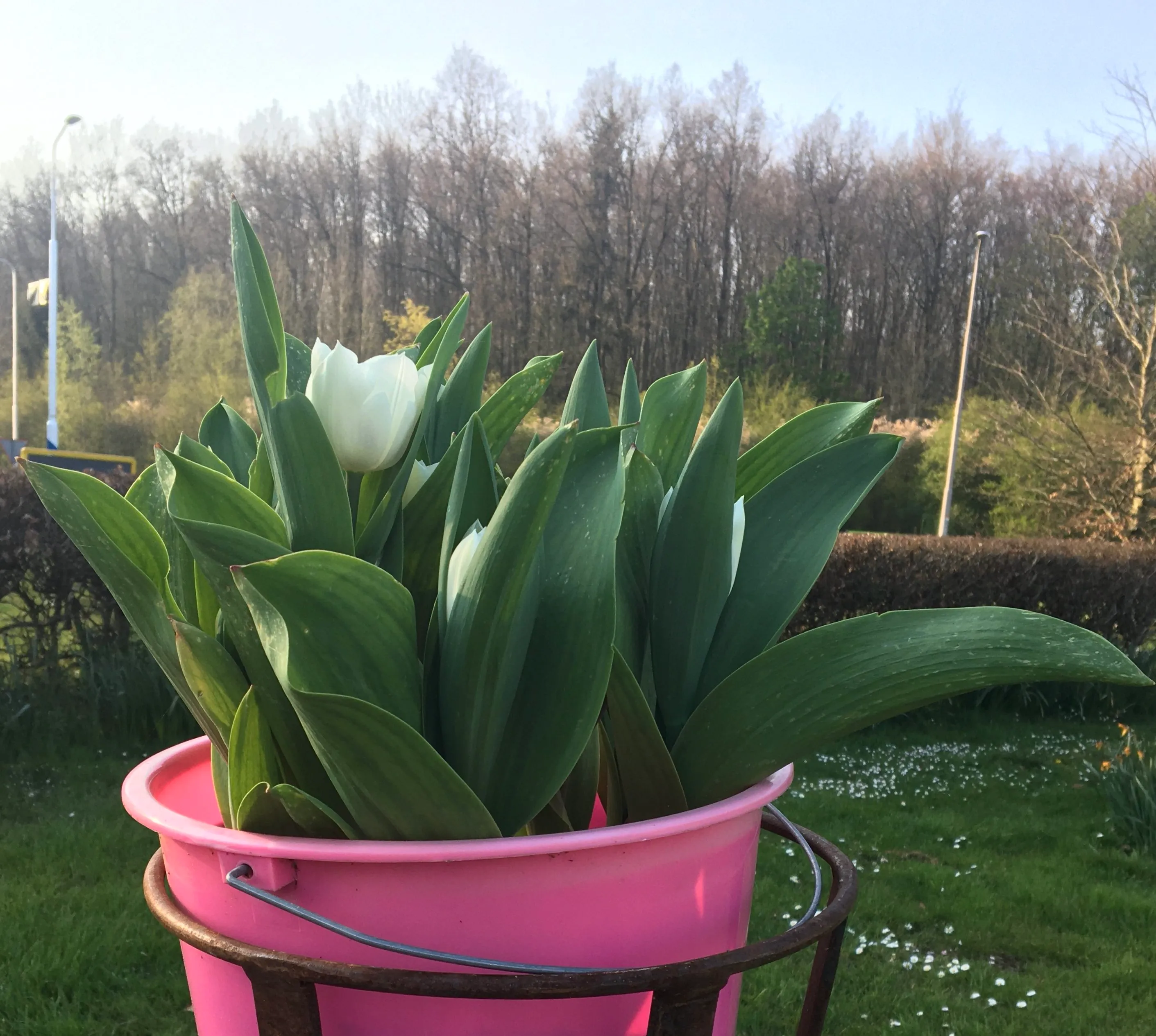tulp rotonde img 0197 e1586364354826