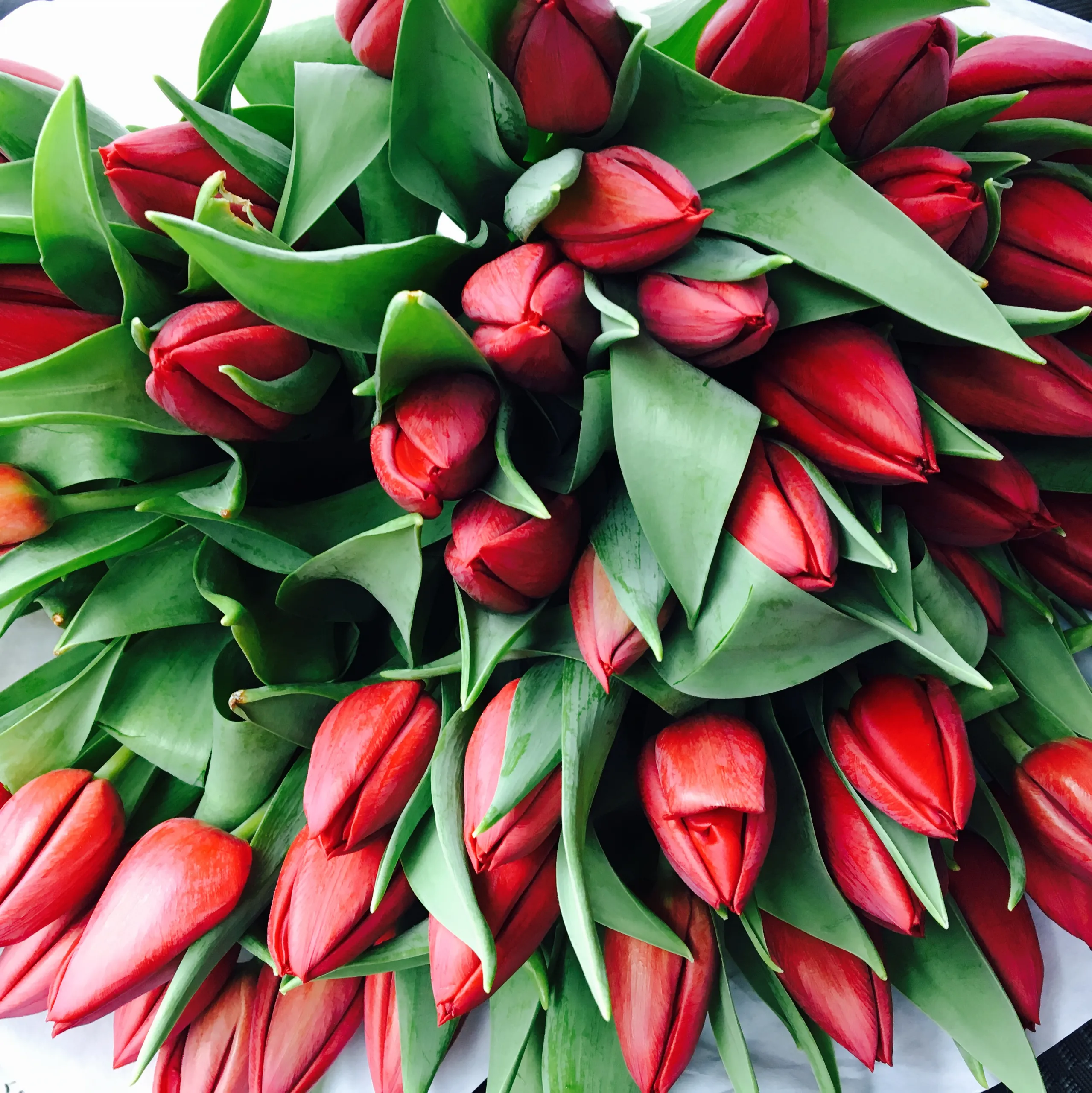 tulpen img 1351