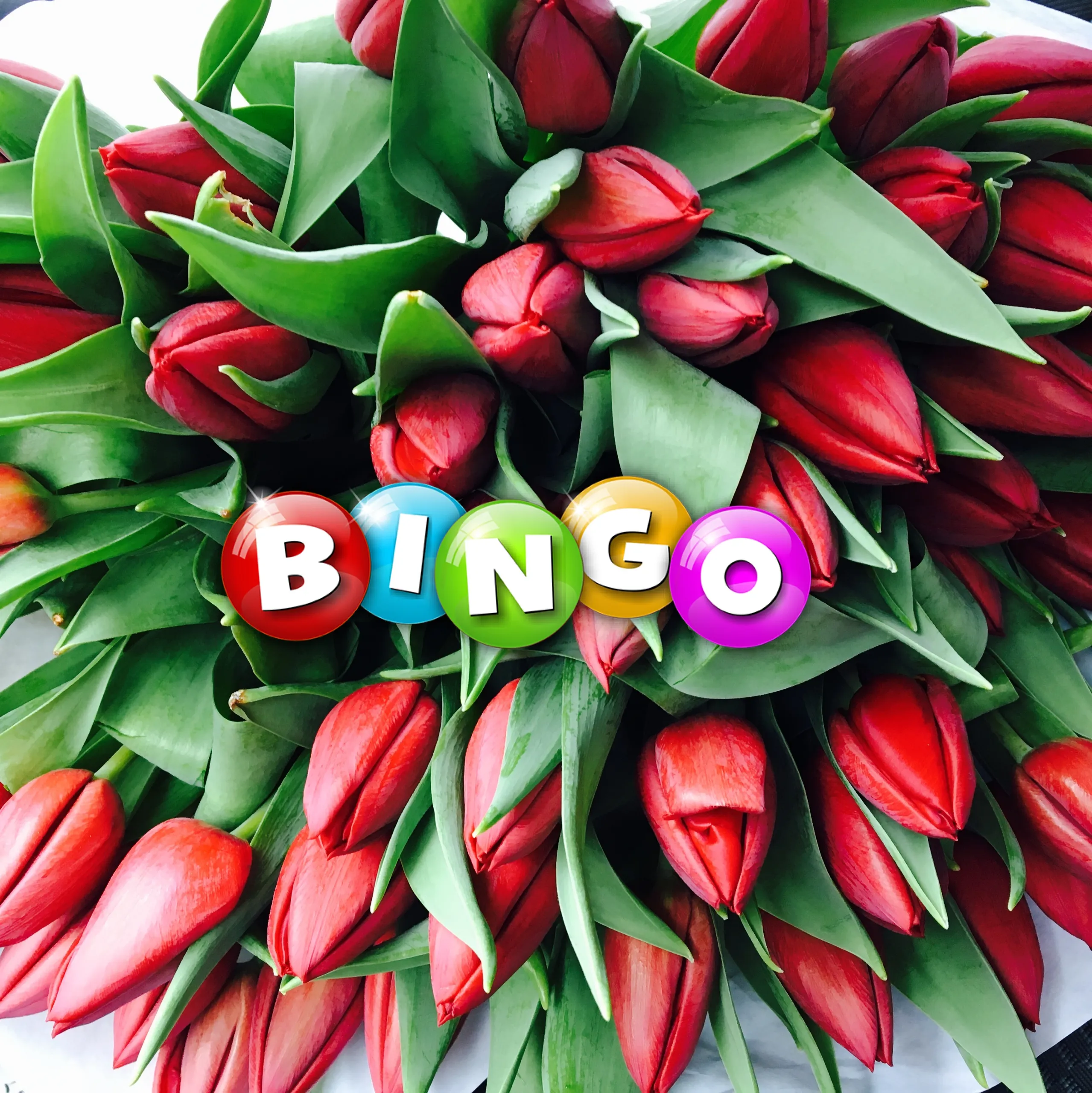 tulpendate bingo mg 1351 kopie