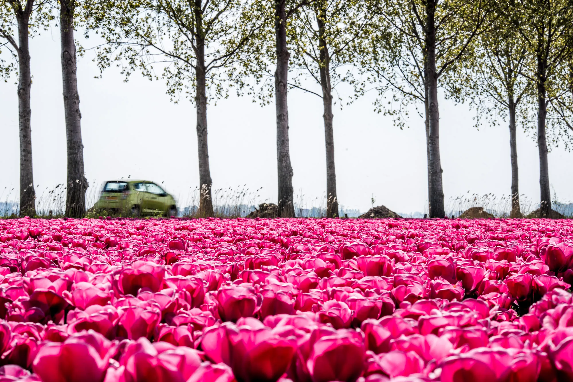 tulpenfestival