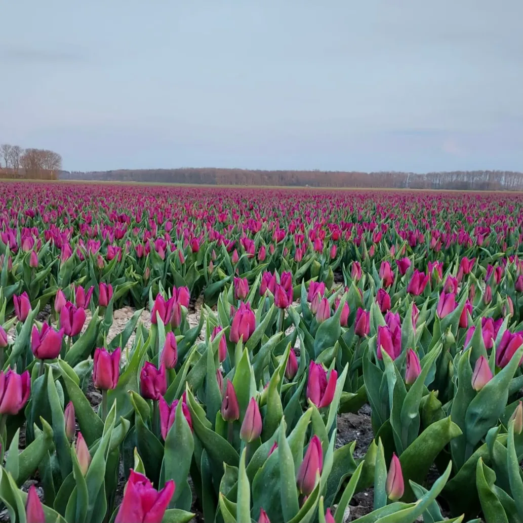 tulpenveld bij nagele 19 04 2021 437f1d18 b98b 4361 bc93 387eff4fb48a