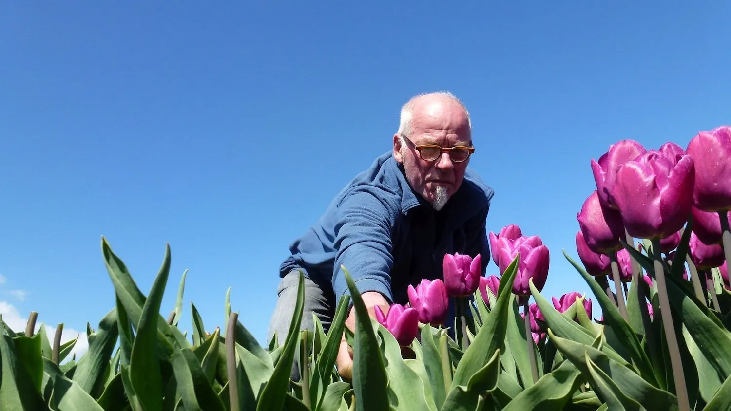 tulpenveld espel willem hoogeveen