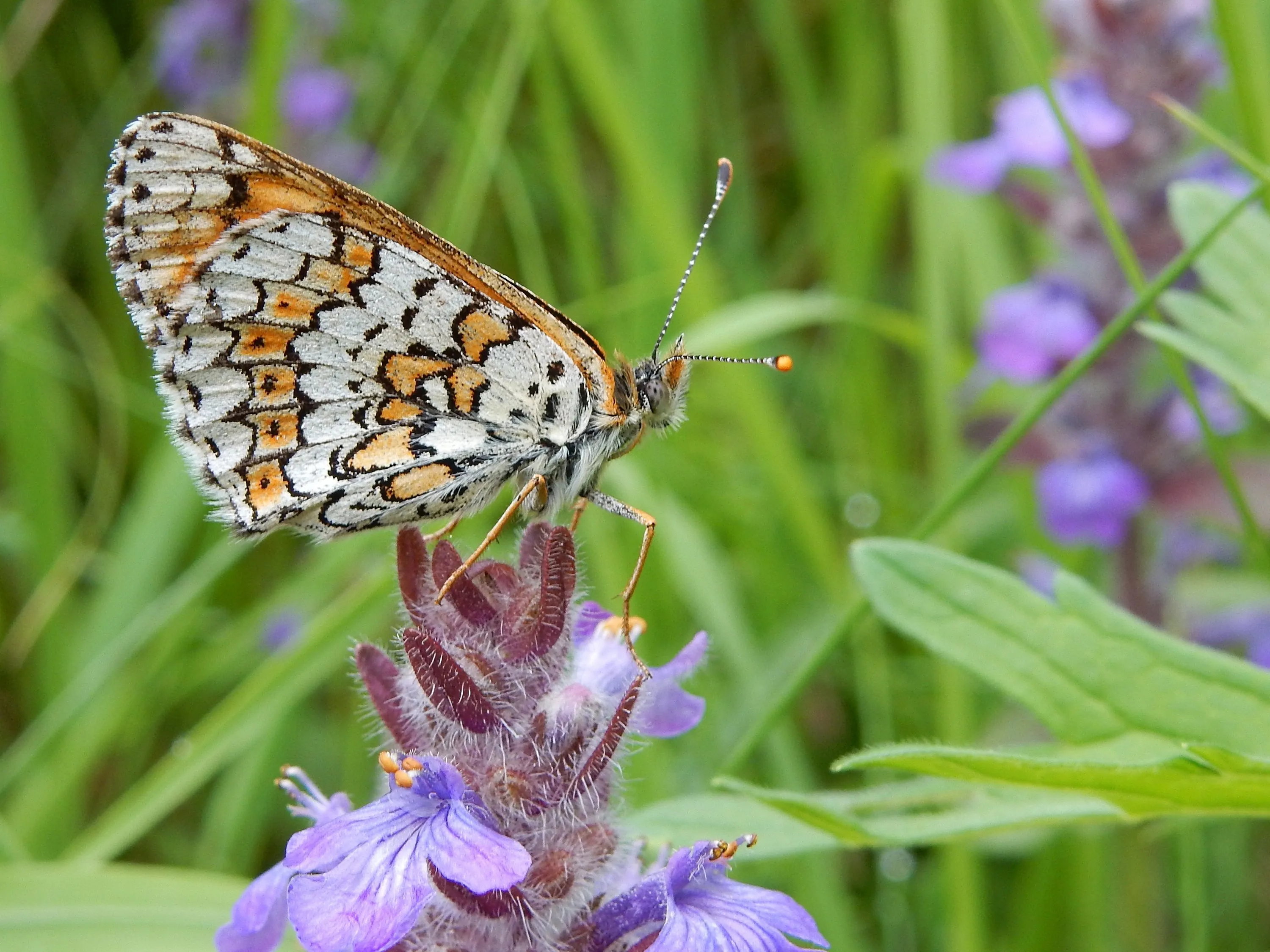 veldparelmoervlinder kars veling