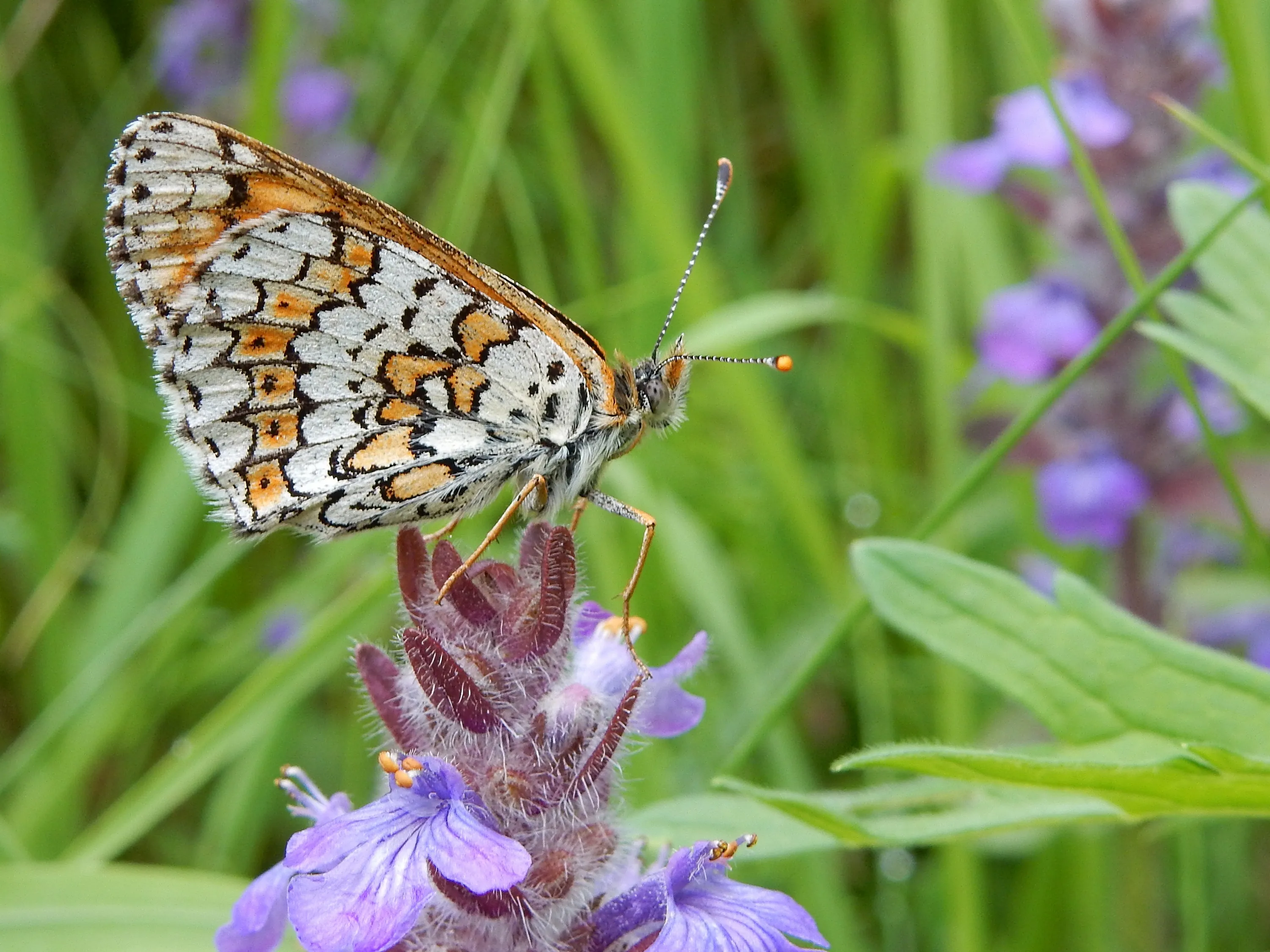 veldparelmoervlinder kars veling