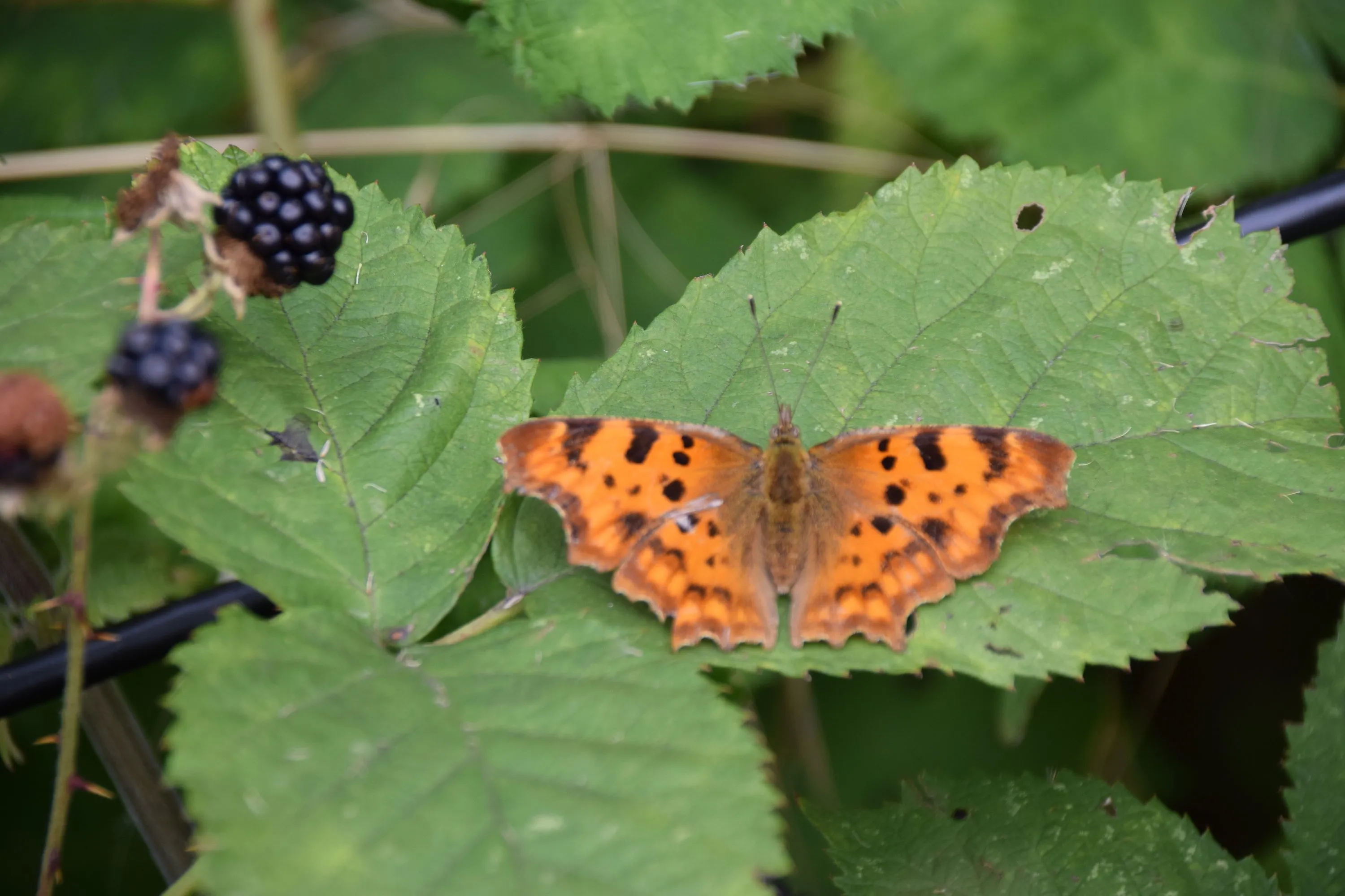 vlinder gehakkelde aurelia anita boesdsc 0464
