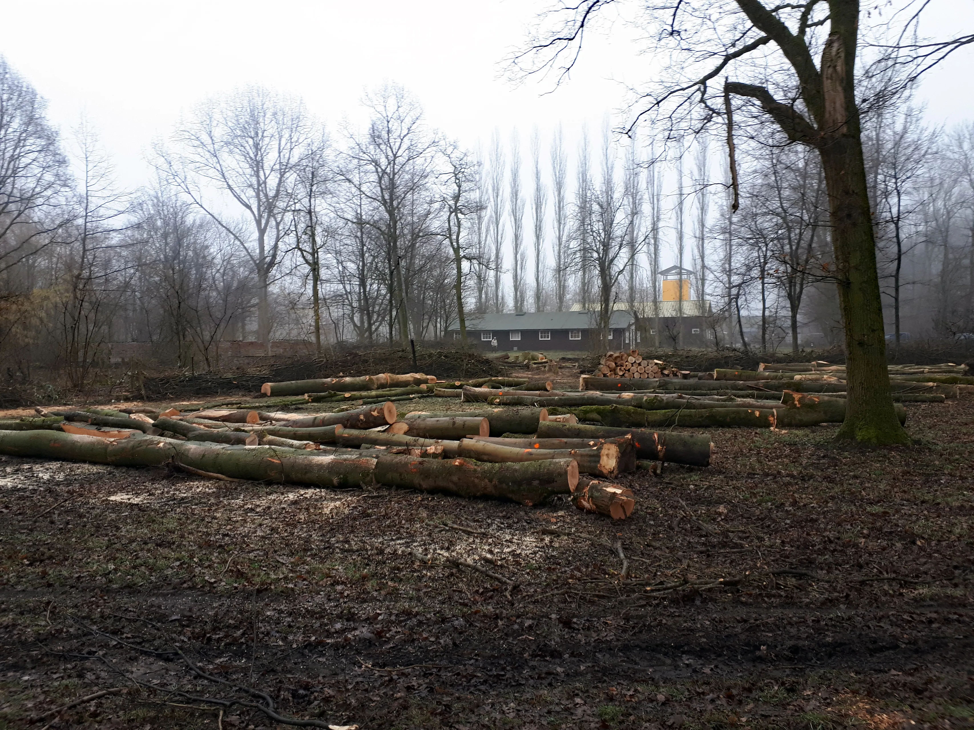 voedselbos kaalslag eigen foto