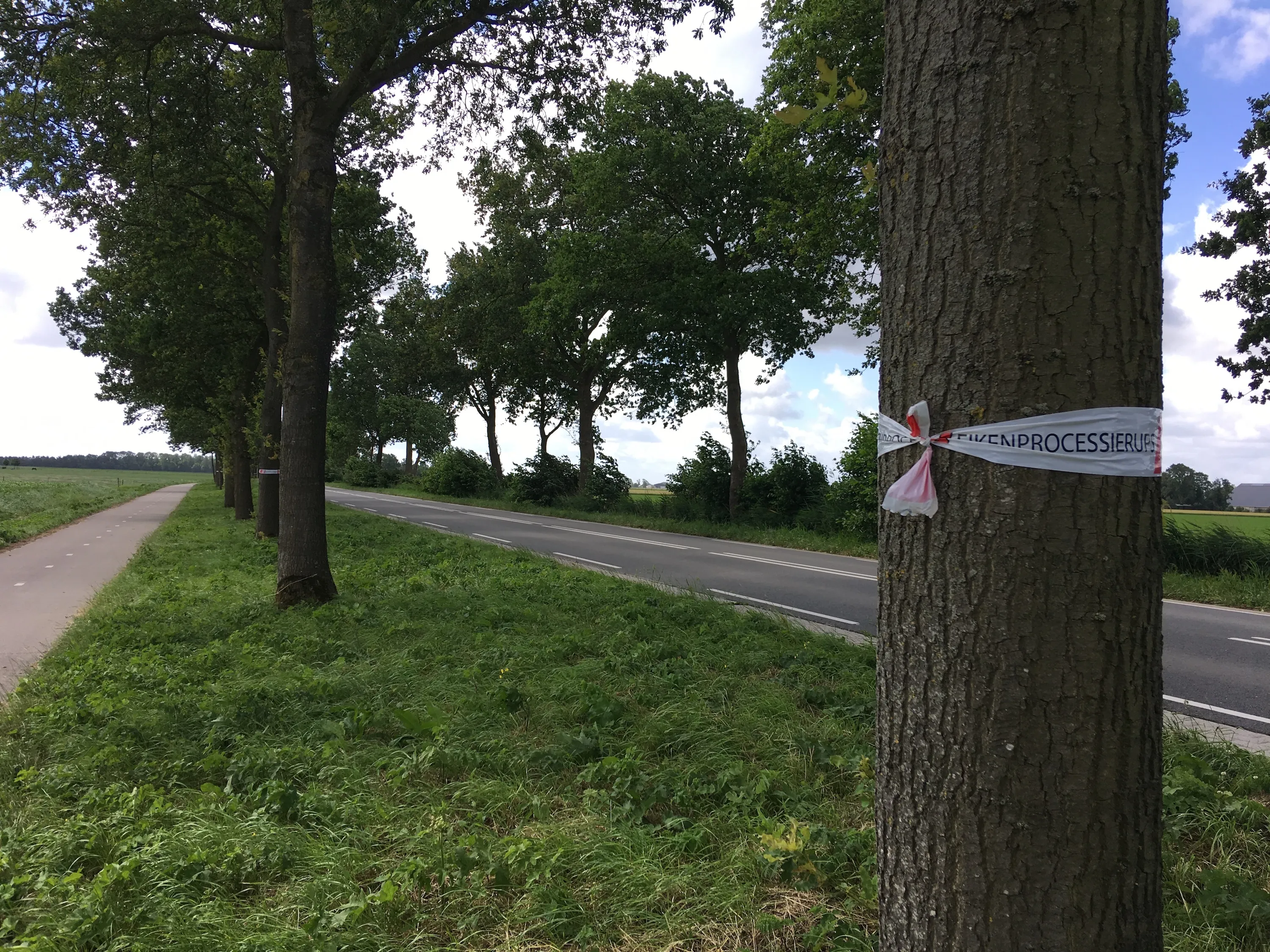 waarschuwing eikenprocessierups lemsterweg2