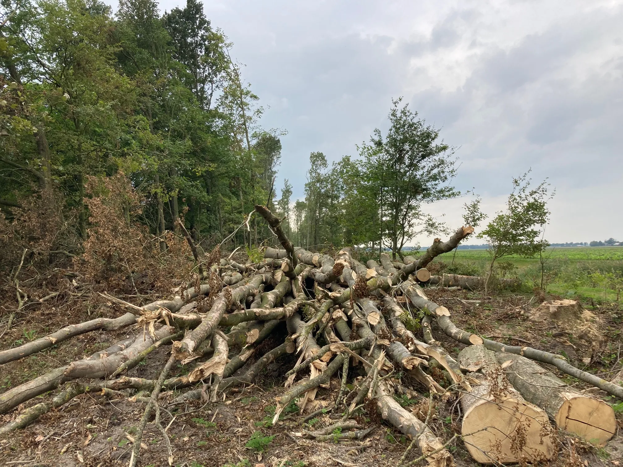 wendelbos img 2849
