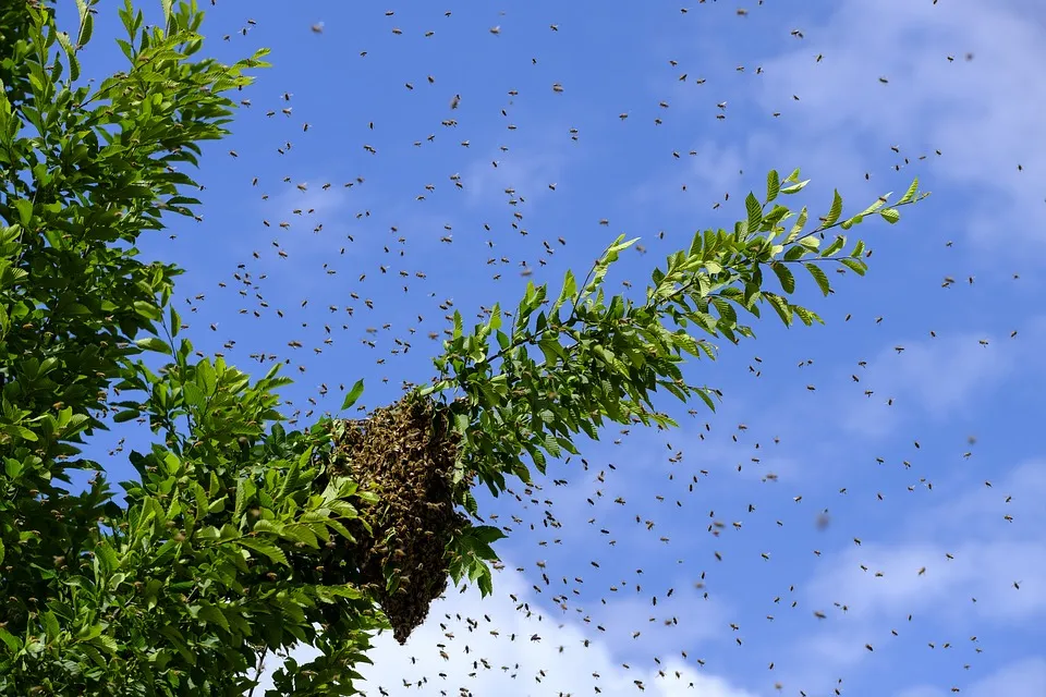 wilde bijen insecten pixabaycom