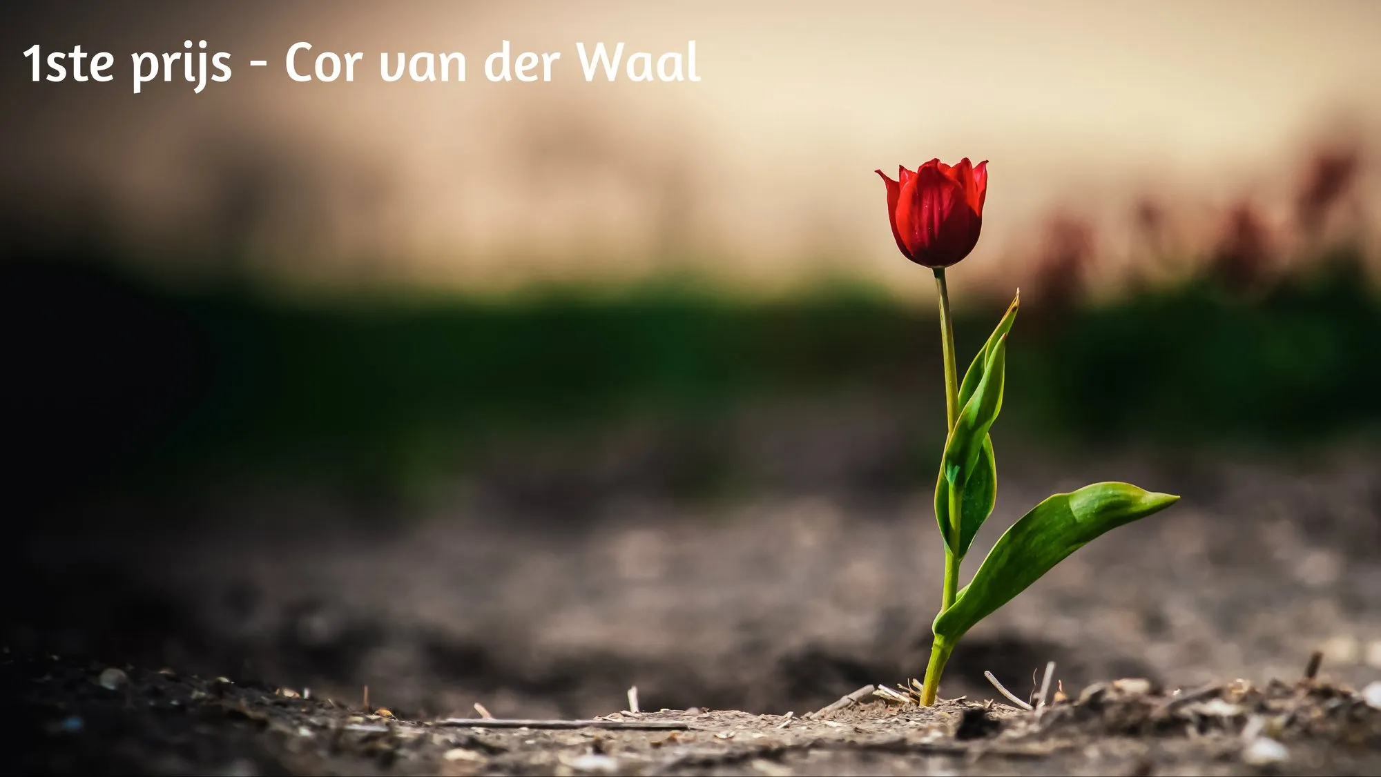 winnaar tulpenfotowedstrijd 2018