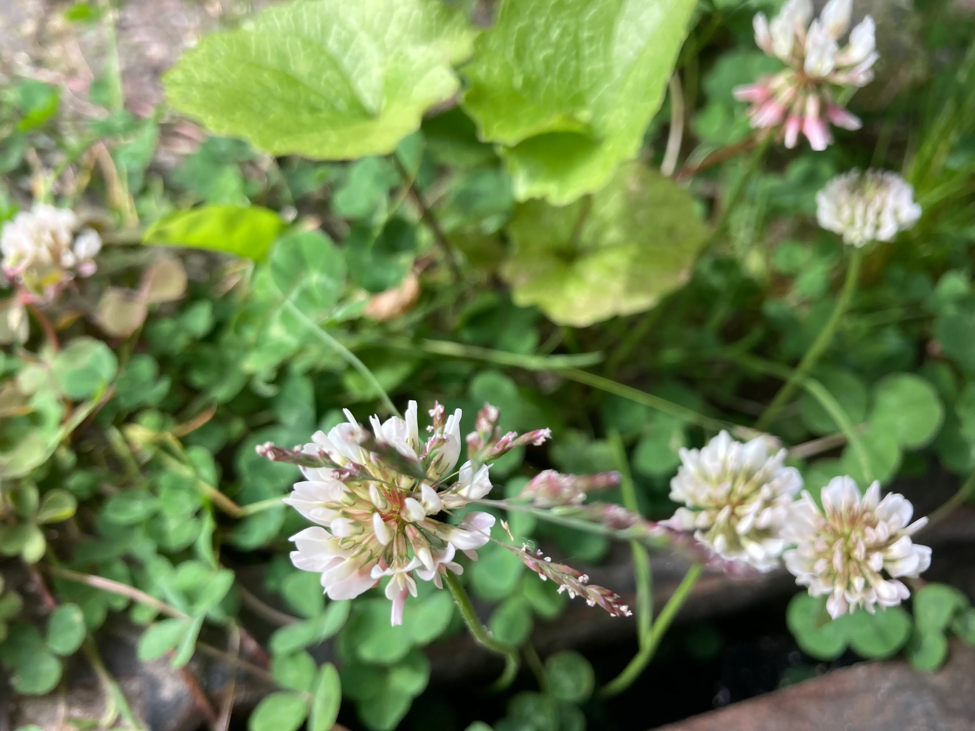 witte klaver img 5799