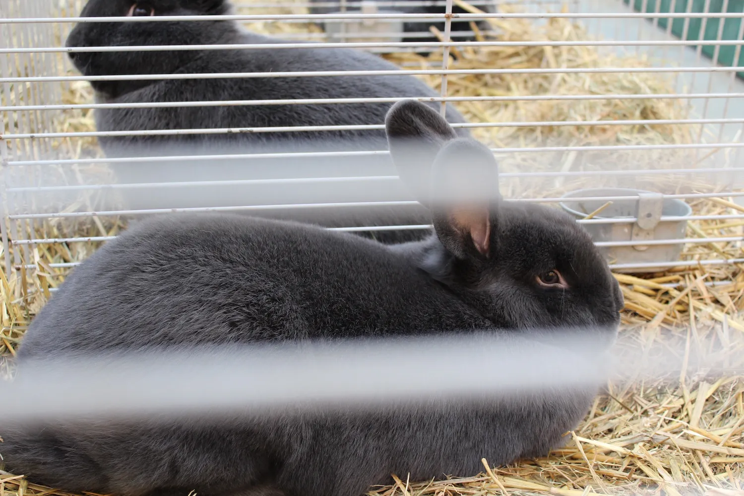 zuiderzeeshow pels en pluim jan17 mhpublicatiesnl 11