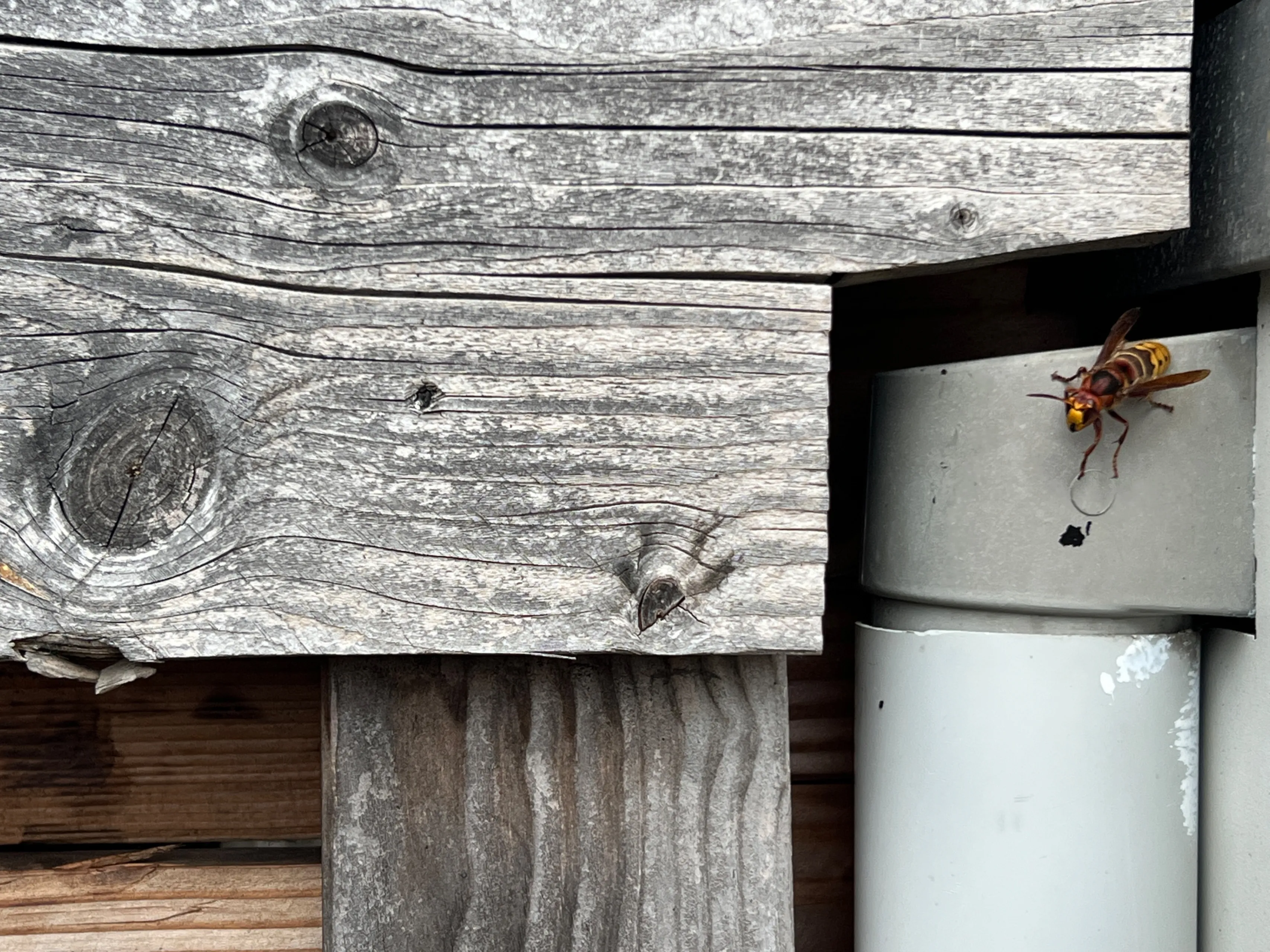 europese hoornaar klaar om weg te vliegen bij nest nathan veenstra