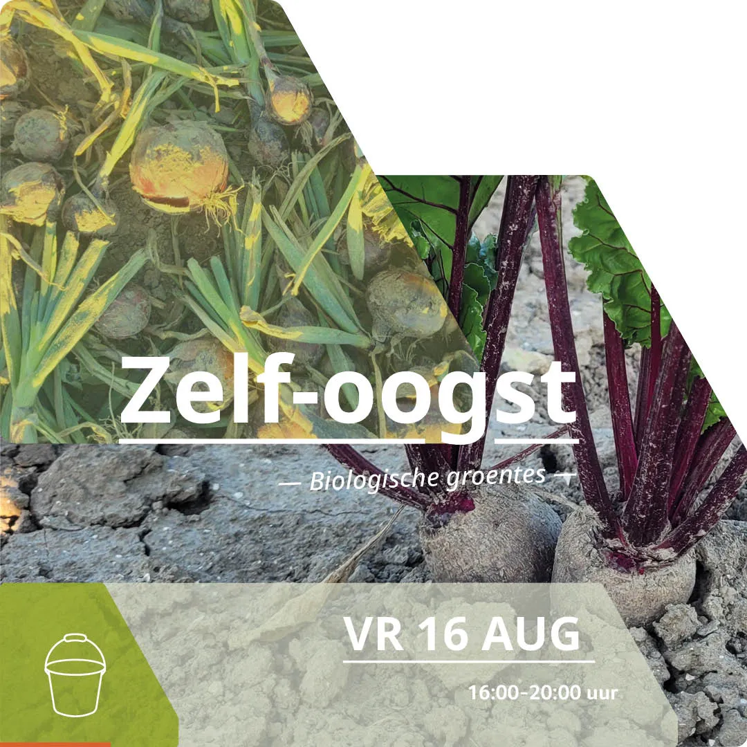 instagram post zelfoogst 16aug 2024