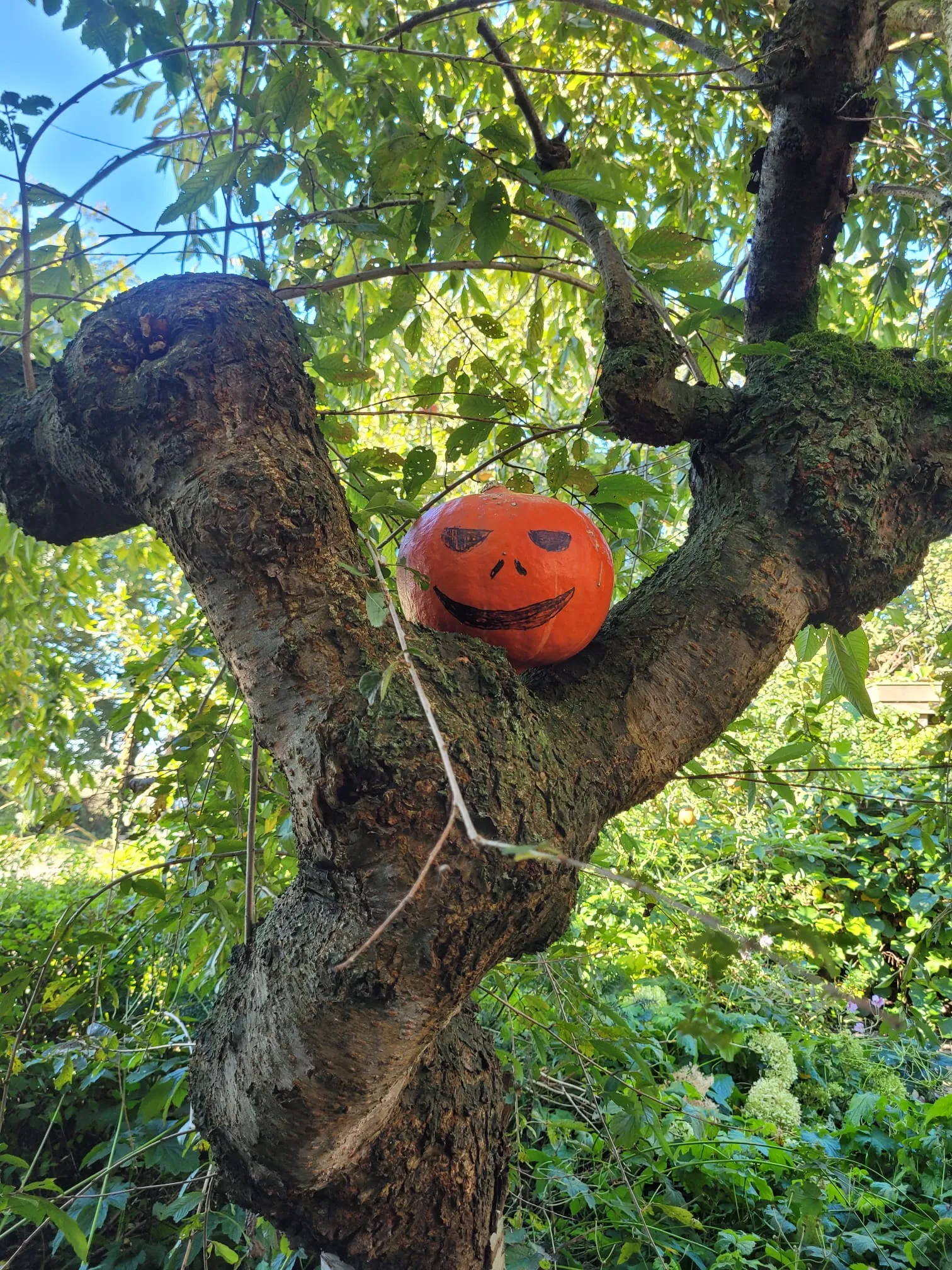 foto pompoenen speurtocht