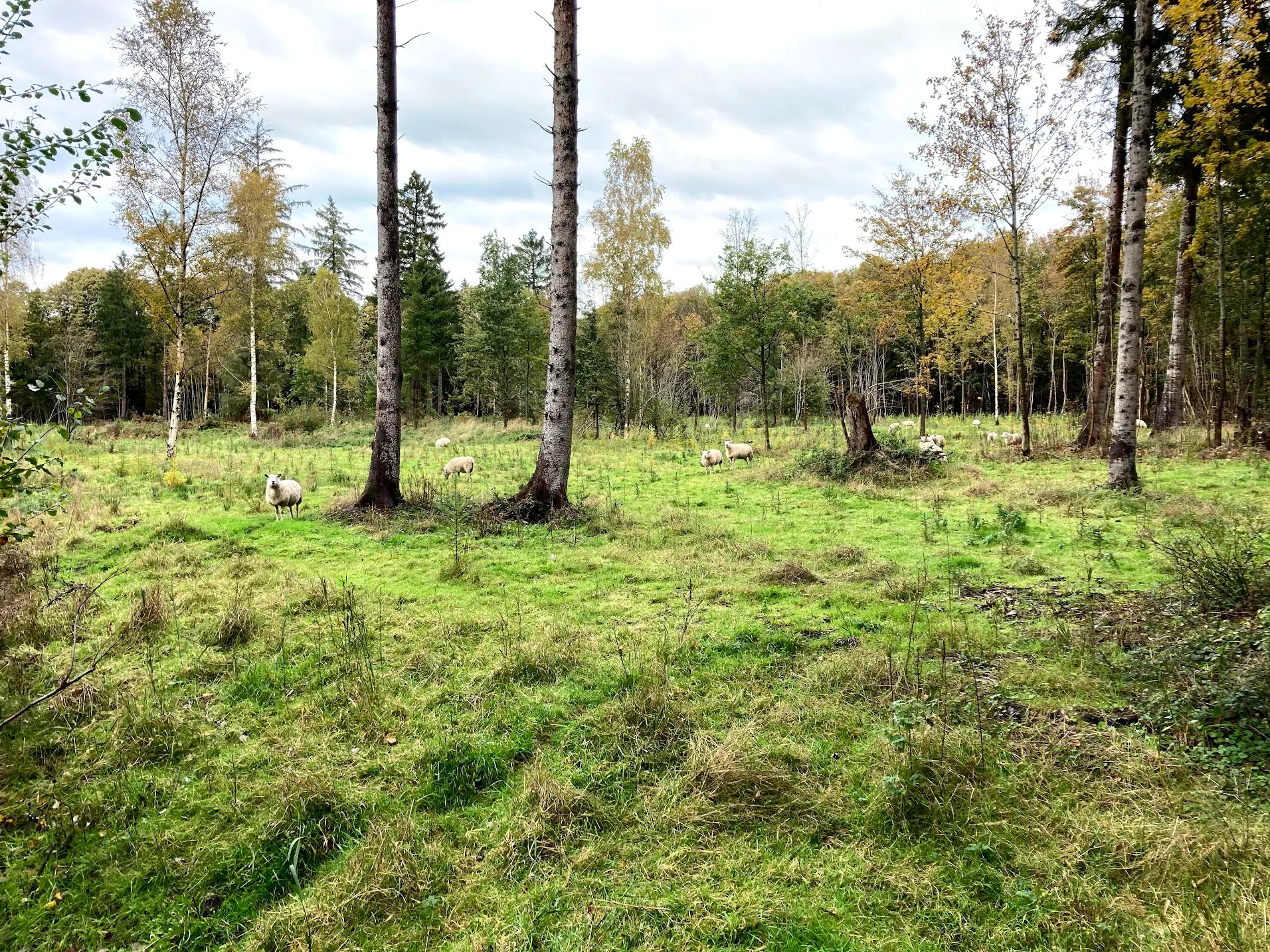 kuinderbos img 3299
