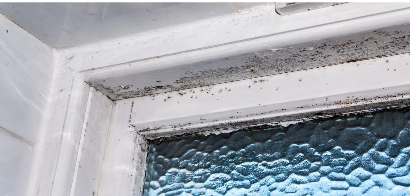 mould