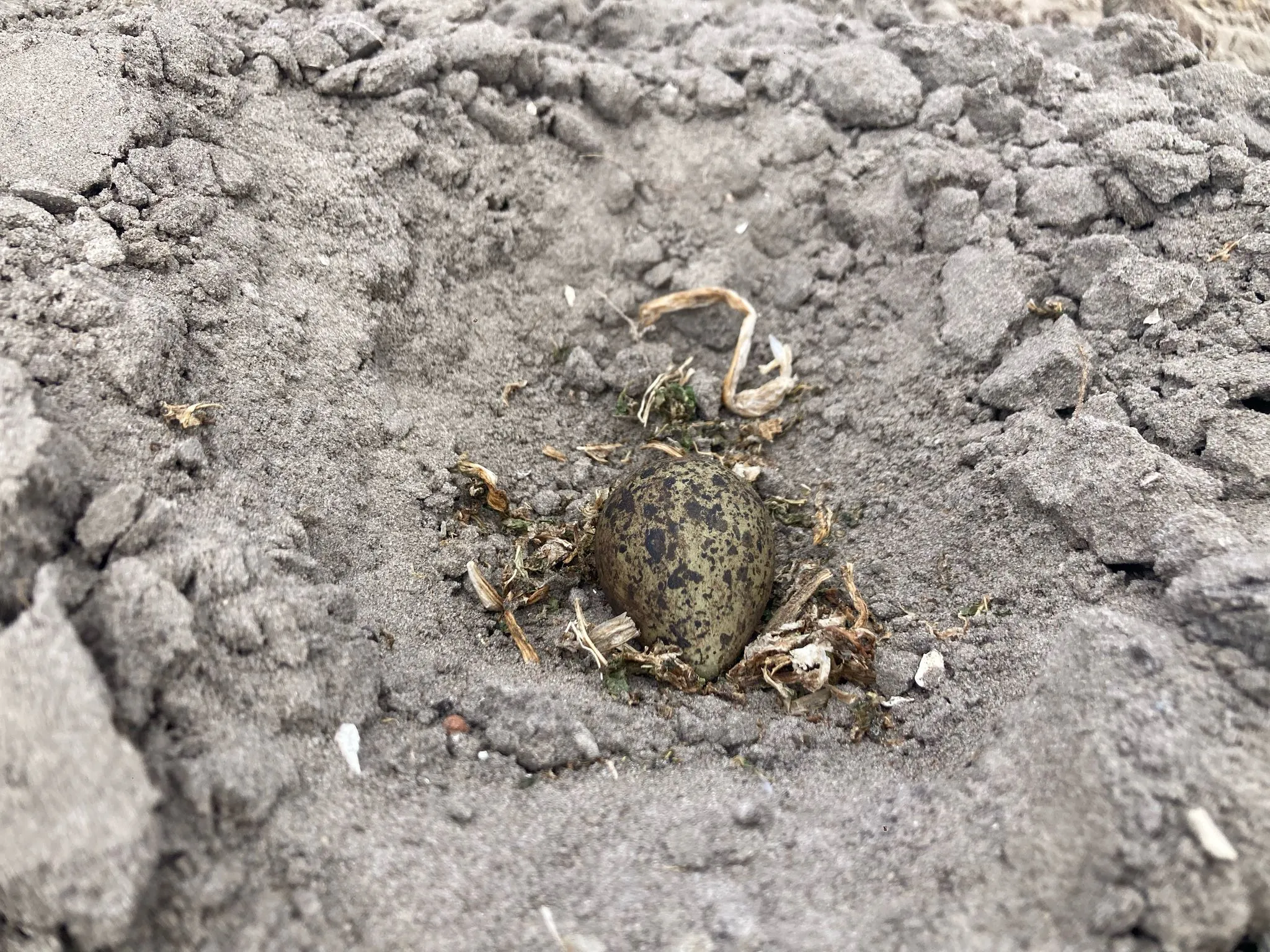 eerste kievitsei 2025