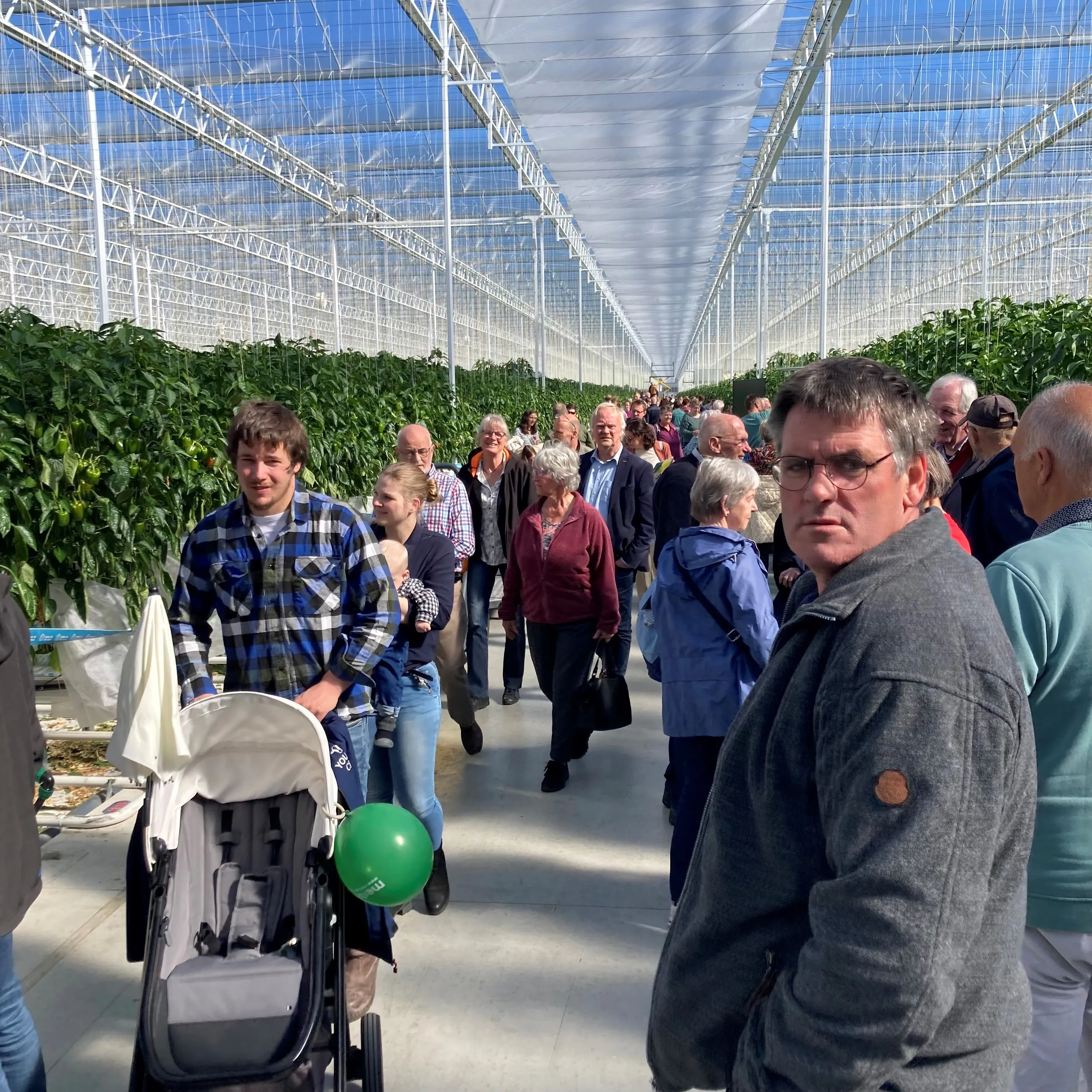 drukte bij hoogweg paprikakwekerijen