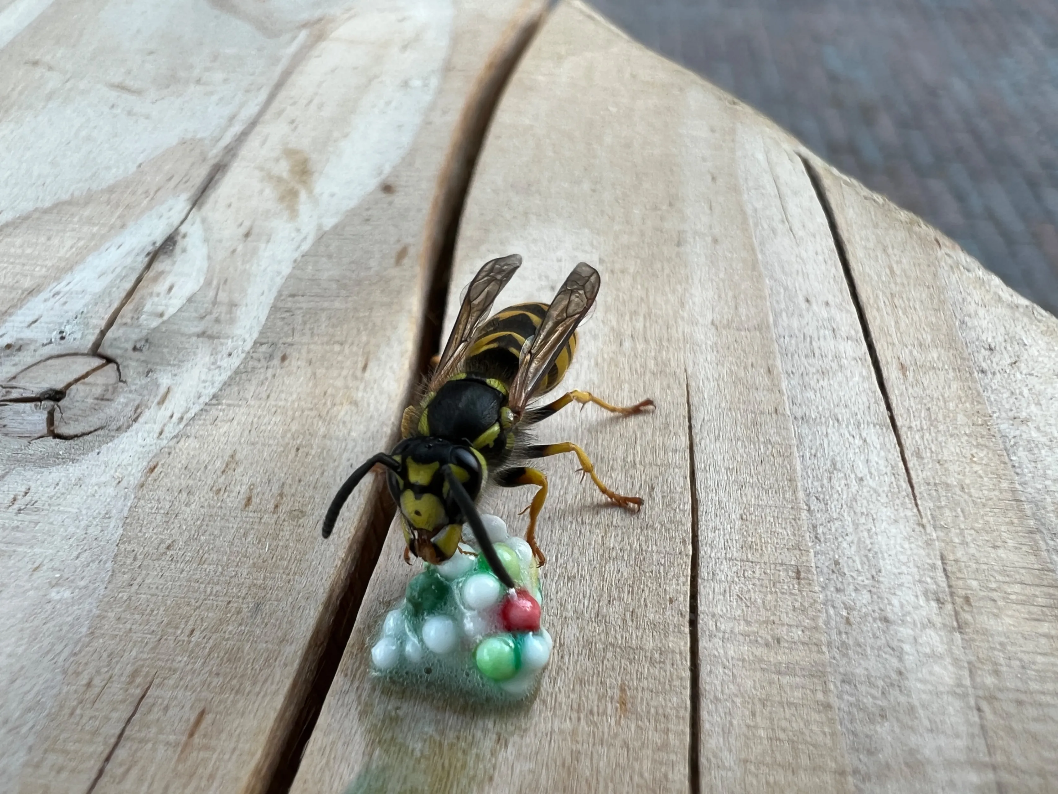 duitse wesp nathan veenstra