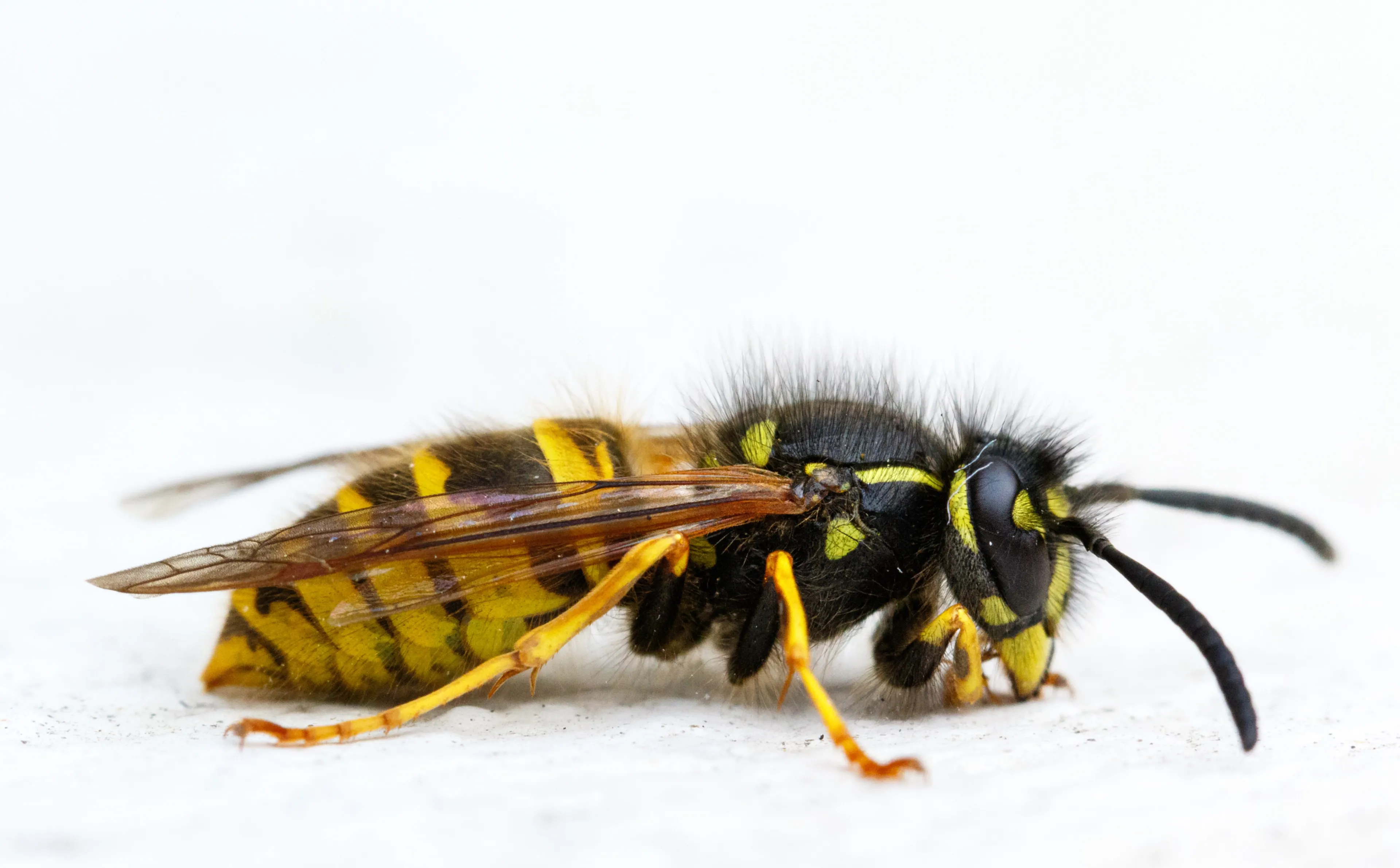 isolated macro shot paper wasp white